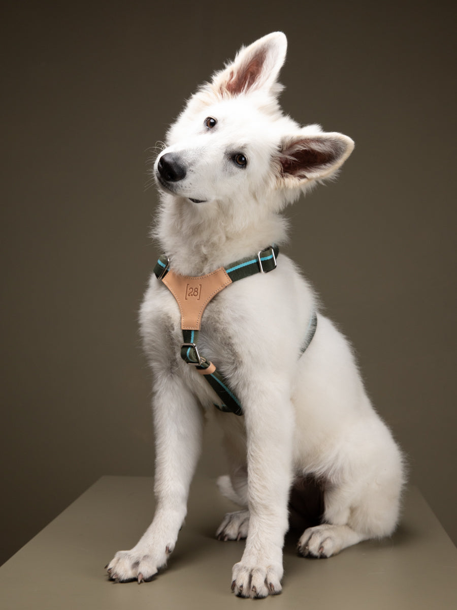 Dog Collar vs Harness: Which Is Right for Your Dog?