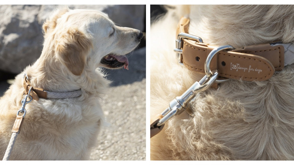 Free dog collars and leashes best sale