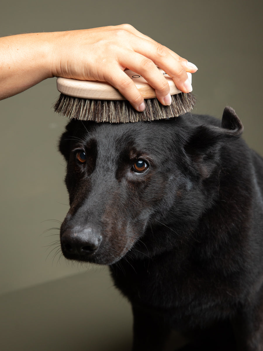 The Art of Grooming: How to Care for Your Dog’s Coat with Intention and Elegance