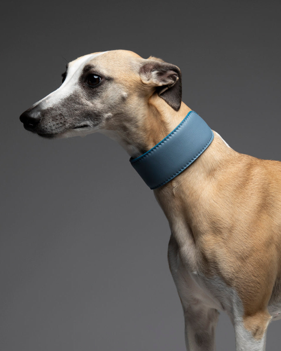 The Whippet and Italian Greyhound: Finding a Collar That Actually Stays On
