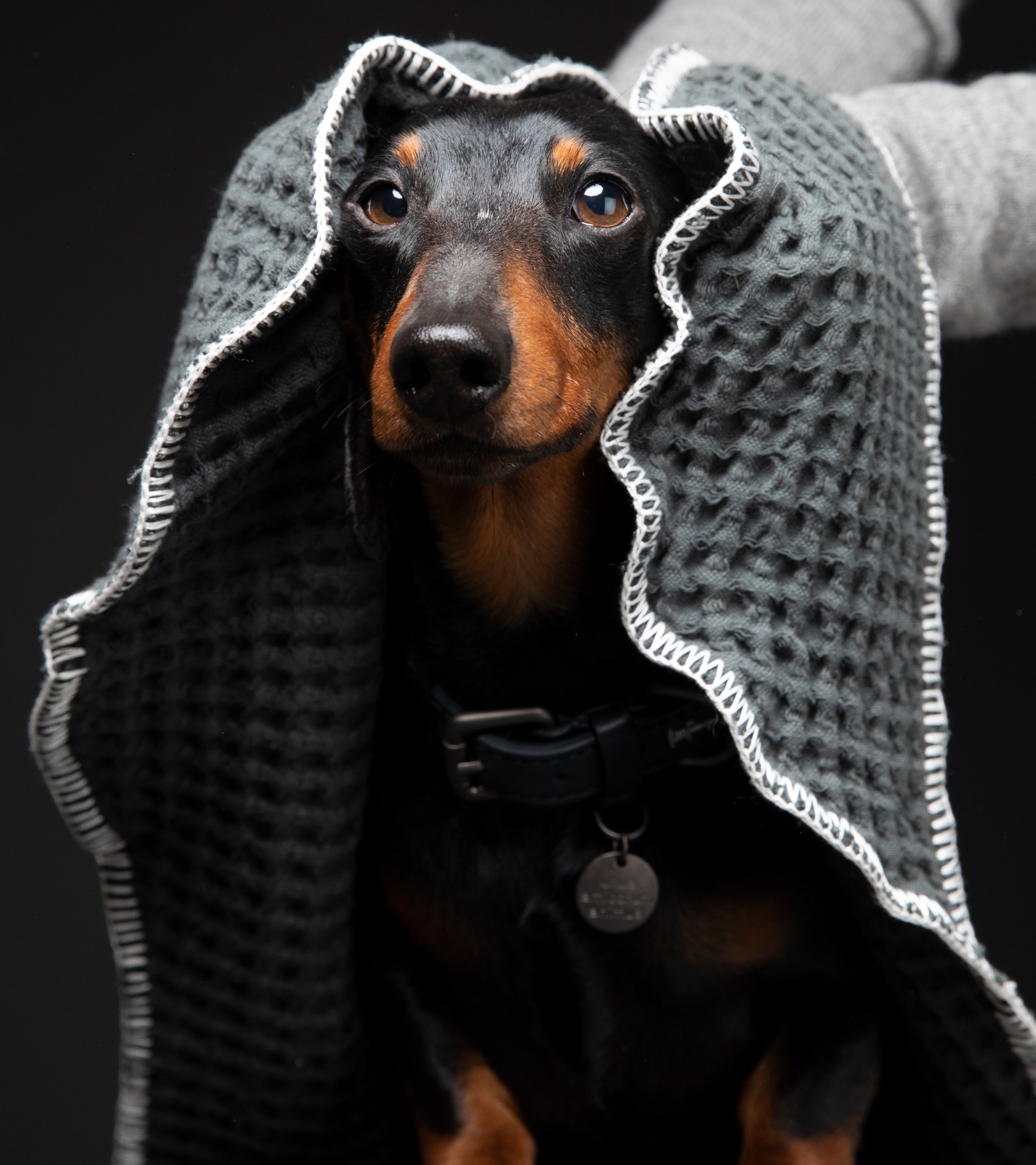 How to Make Your Dog Smell Good Without a Bath: Natural Rituals for Everyday Freshness