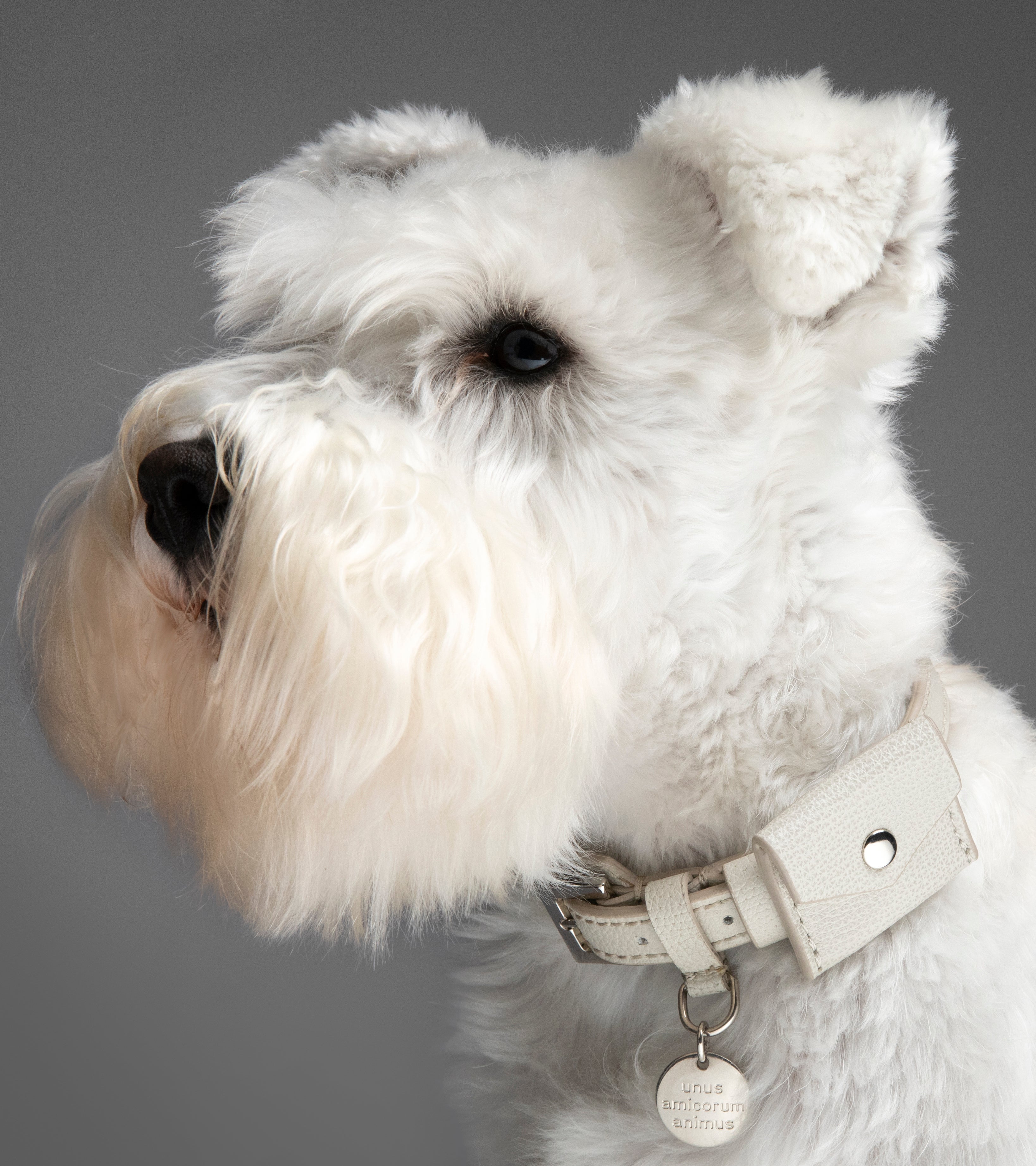 AirTag Dog Collar: The Elegant Way to Add a Tracker to Your Dog's Collar