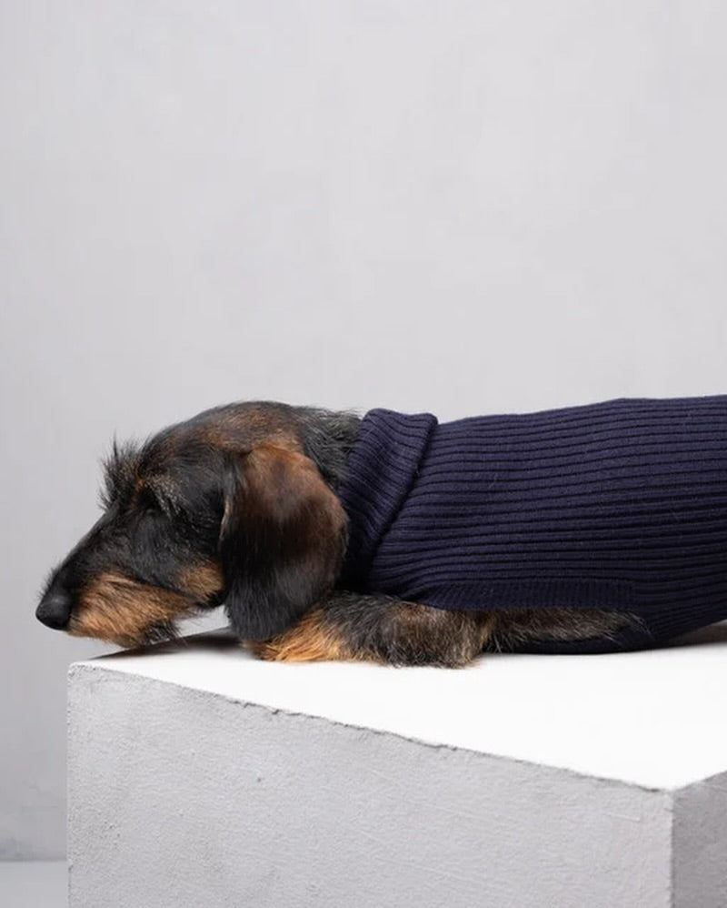 Dog Sweaters for Dachshunds: The Fit Guide