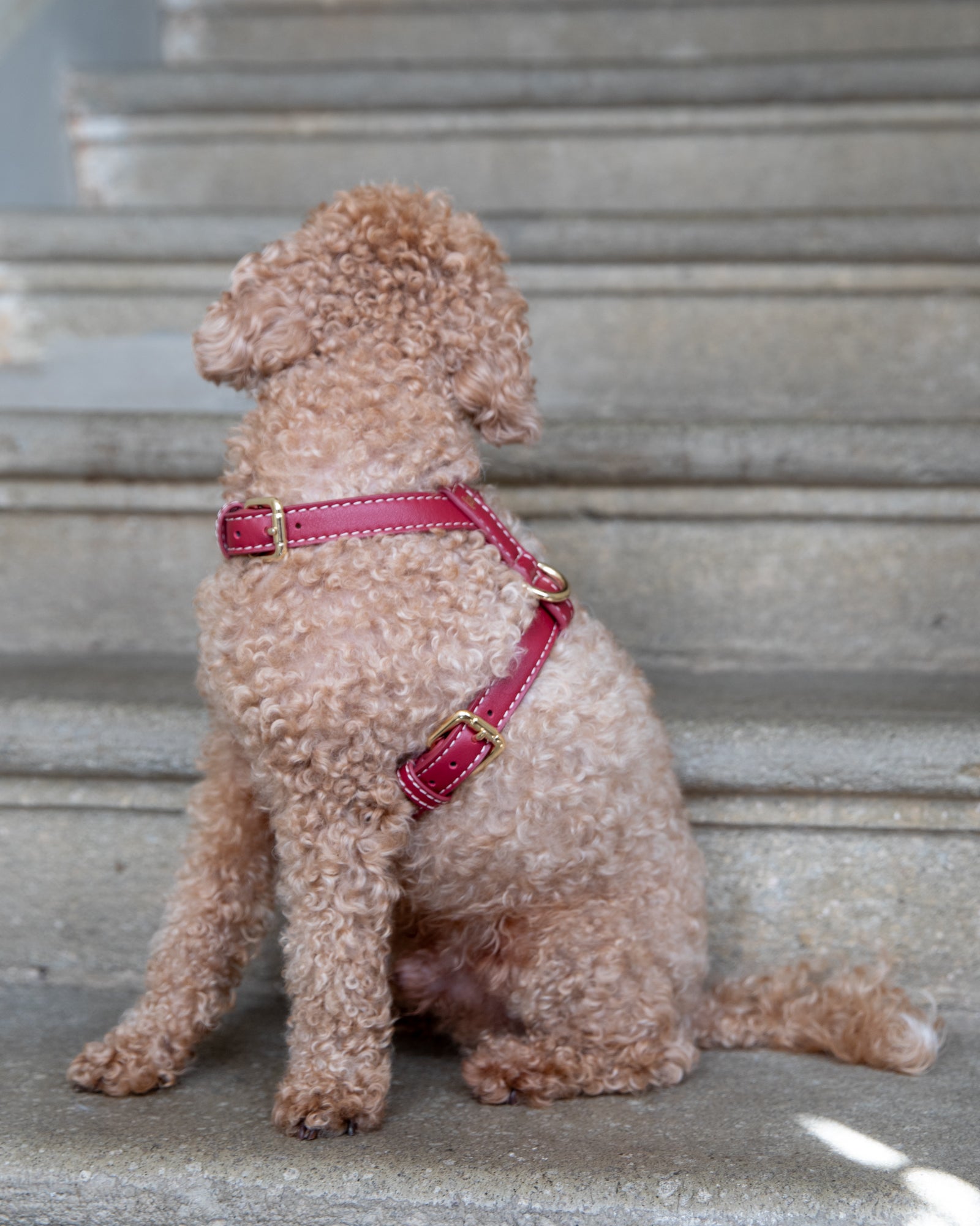 The Best Harness for a Cockapoo: Sizing, Fit and Comfort