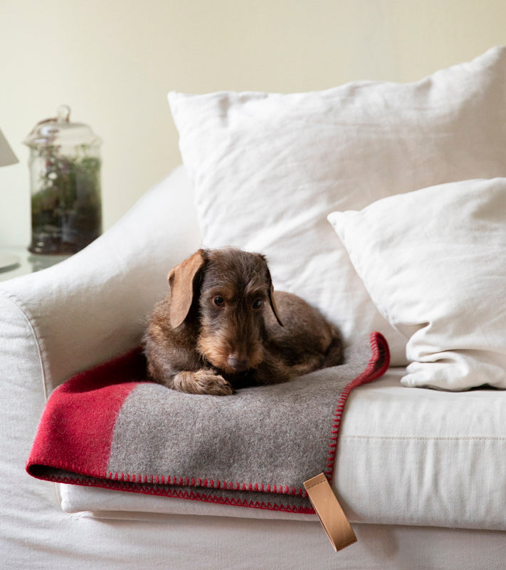 Ansel-Blanket-Wool-for-Dogs-25.jpg