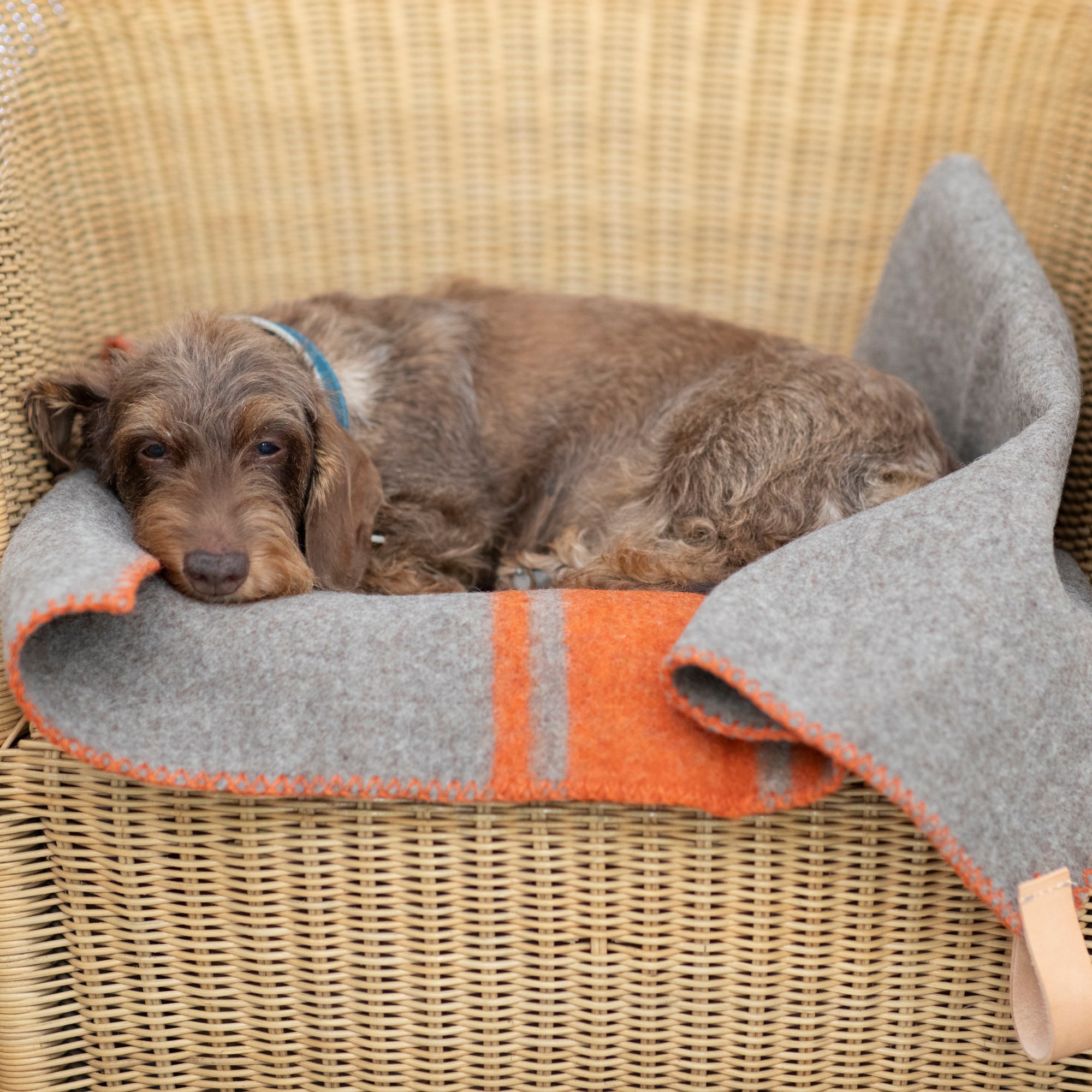 Ansel-Blanket-Wool-for-Dogs-27.jpg