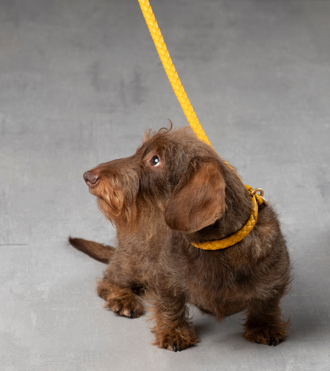 Ferdinando-Dog-Leash-Collar-Braided-Leather-73.jpg