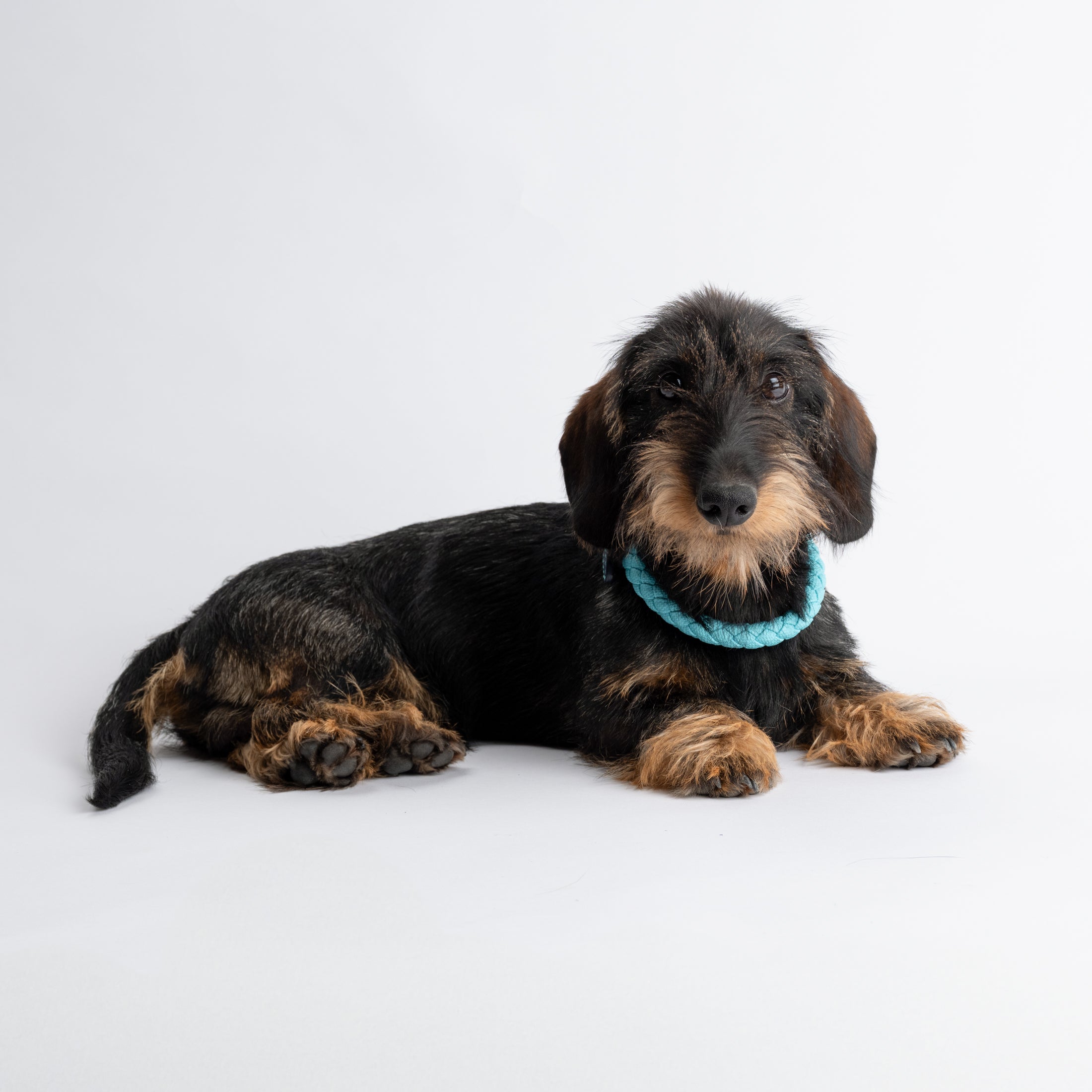 Ferdinando-Collar-Leash-Dogs-Riva-Collab-8.jpg