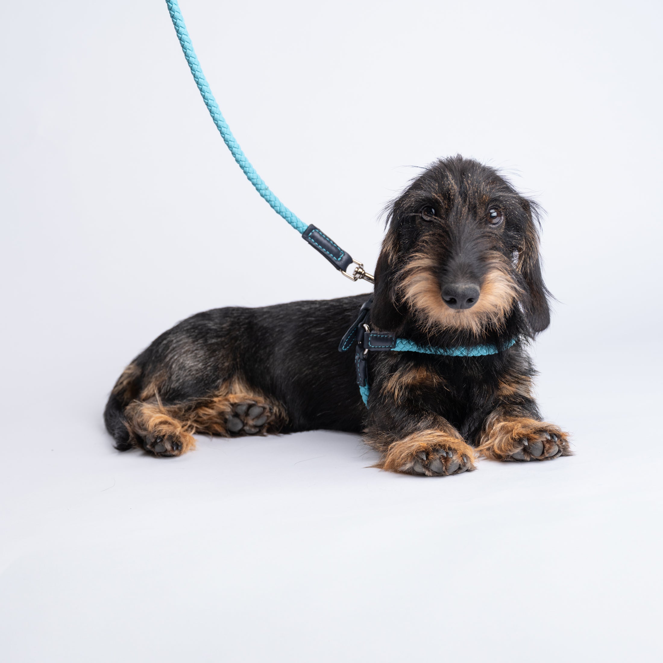 Ferdinando-Collar-Leash-Dogs-Riva-Collab-42.jpg