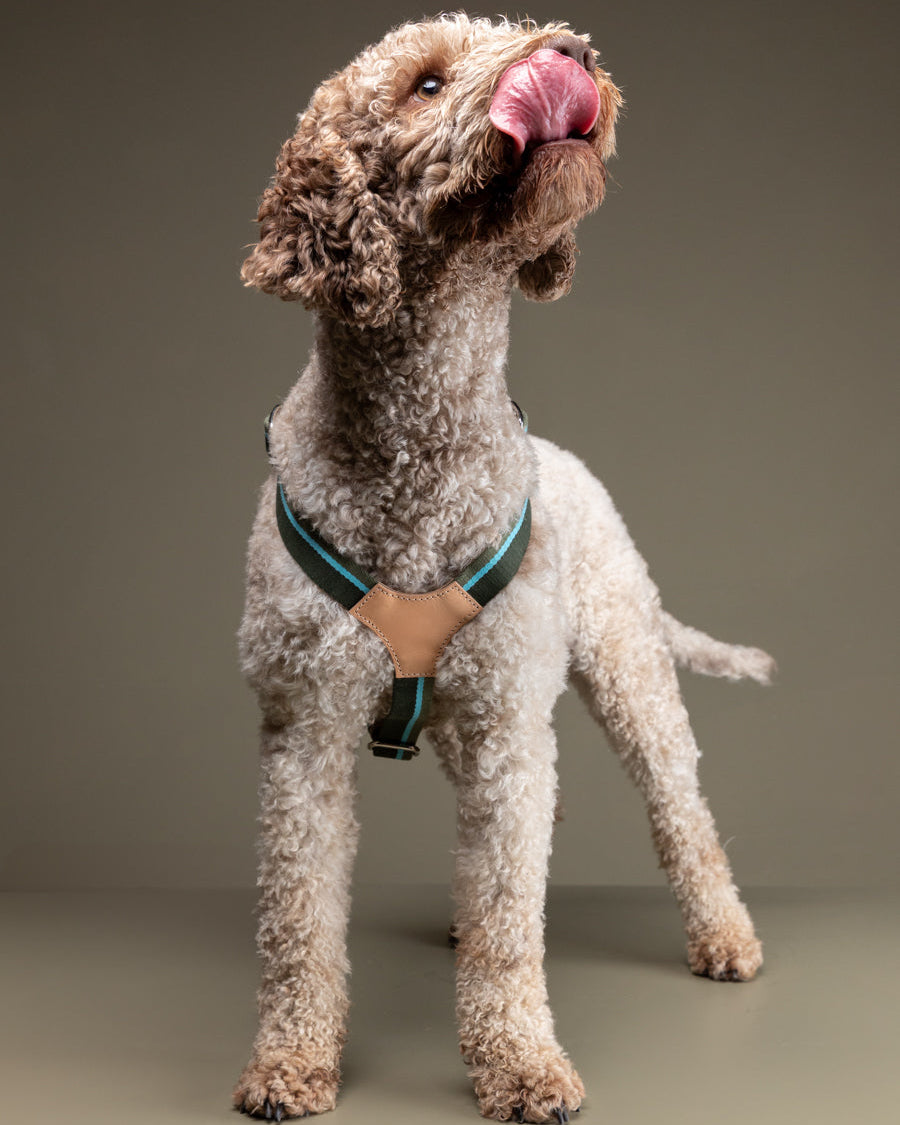 Franco-Collection-Leather-and-Ribbon-Dog-Travel-11.jpg