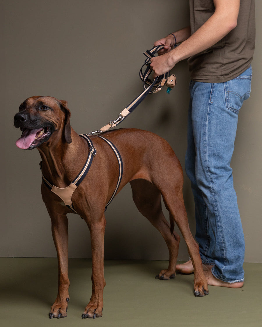 Franco-Collection-Leather-and-Ribbon-Dog-Travel-13.jpg