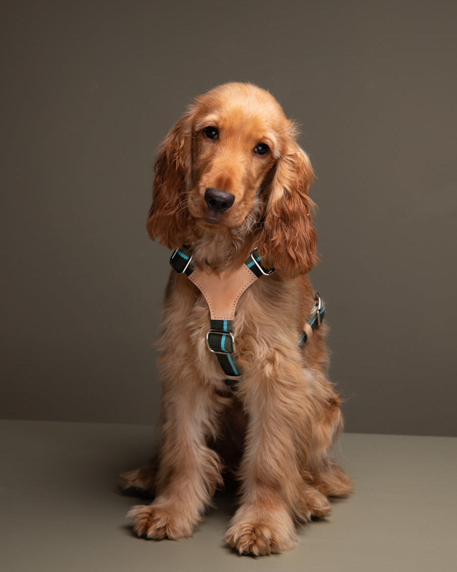 Y-Shape Ribbon & Leather Dog Harness — Franco | Adjustable