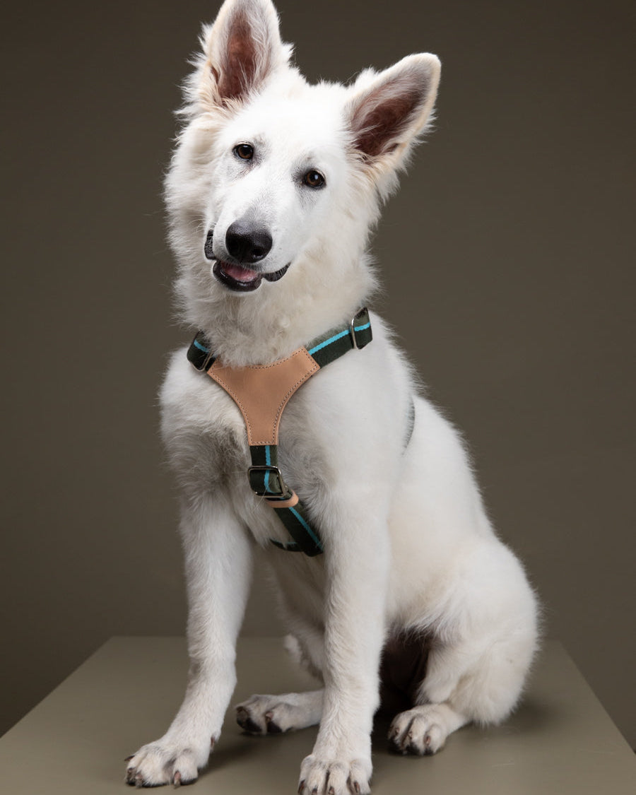 Franco-Collection-Leather-and-Ribbon-Dog-Travel-17.jpg