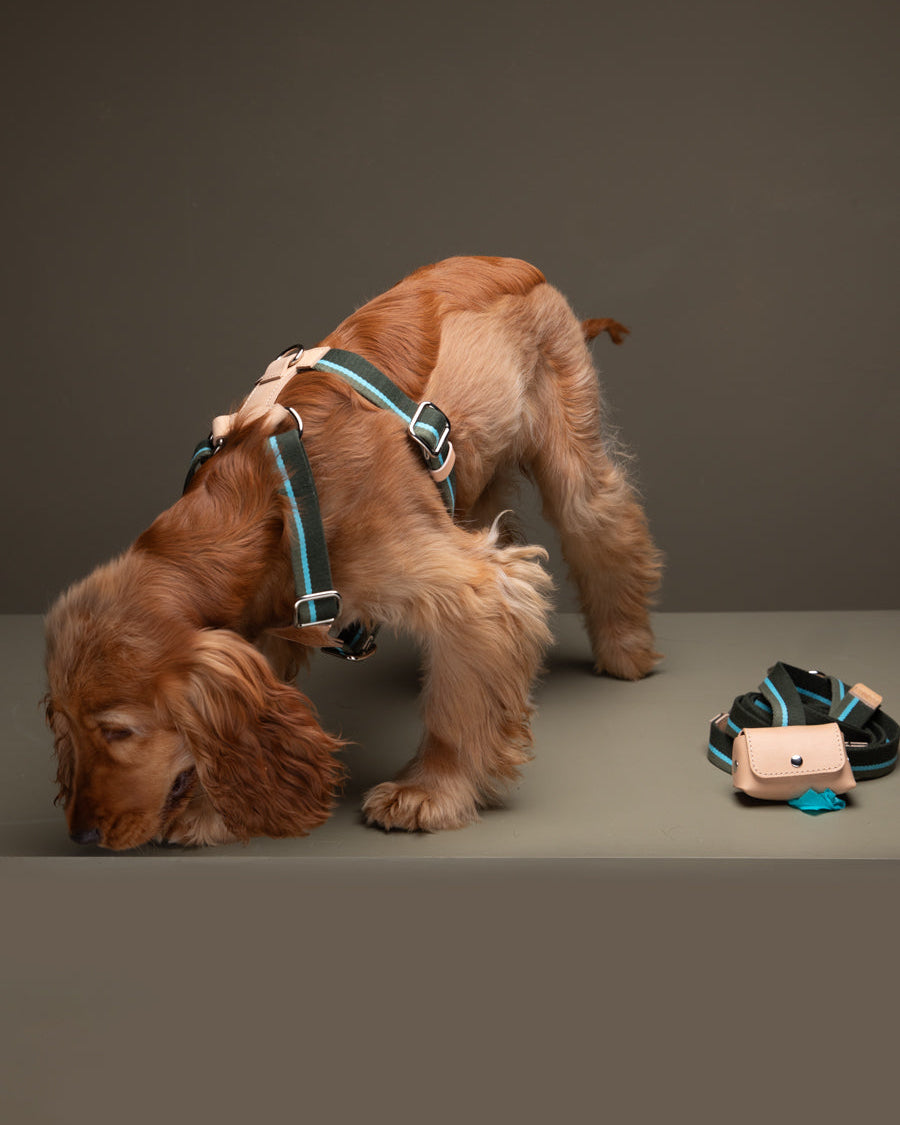 Franco-Collection-Leather-and-Ribbon-Dog-Travel-19.jpg