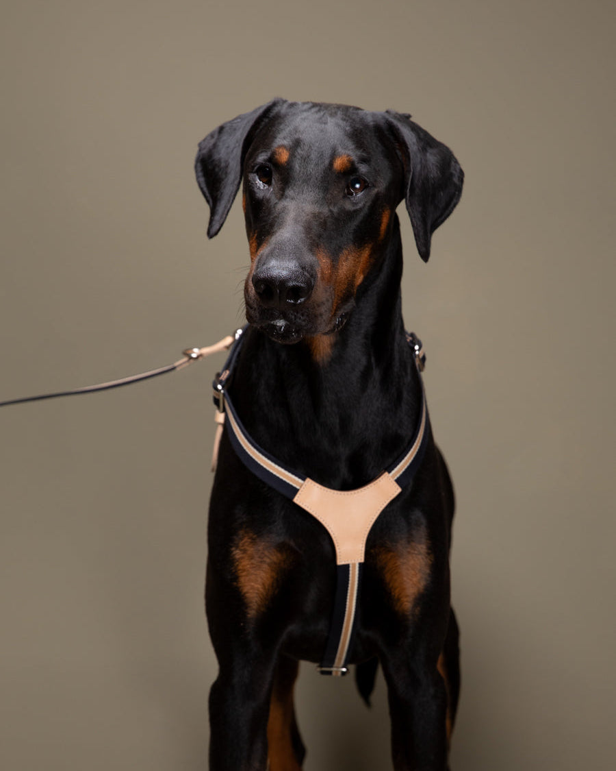 Franco-Collection-Leather-and-Ribbon-Dog-Travel-20.jpg