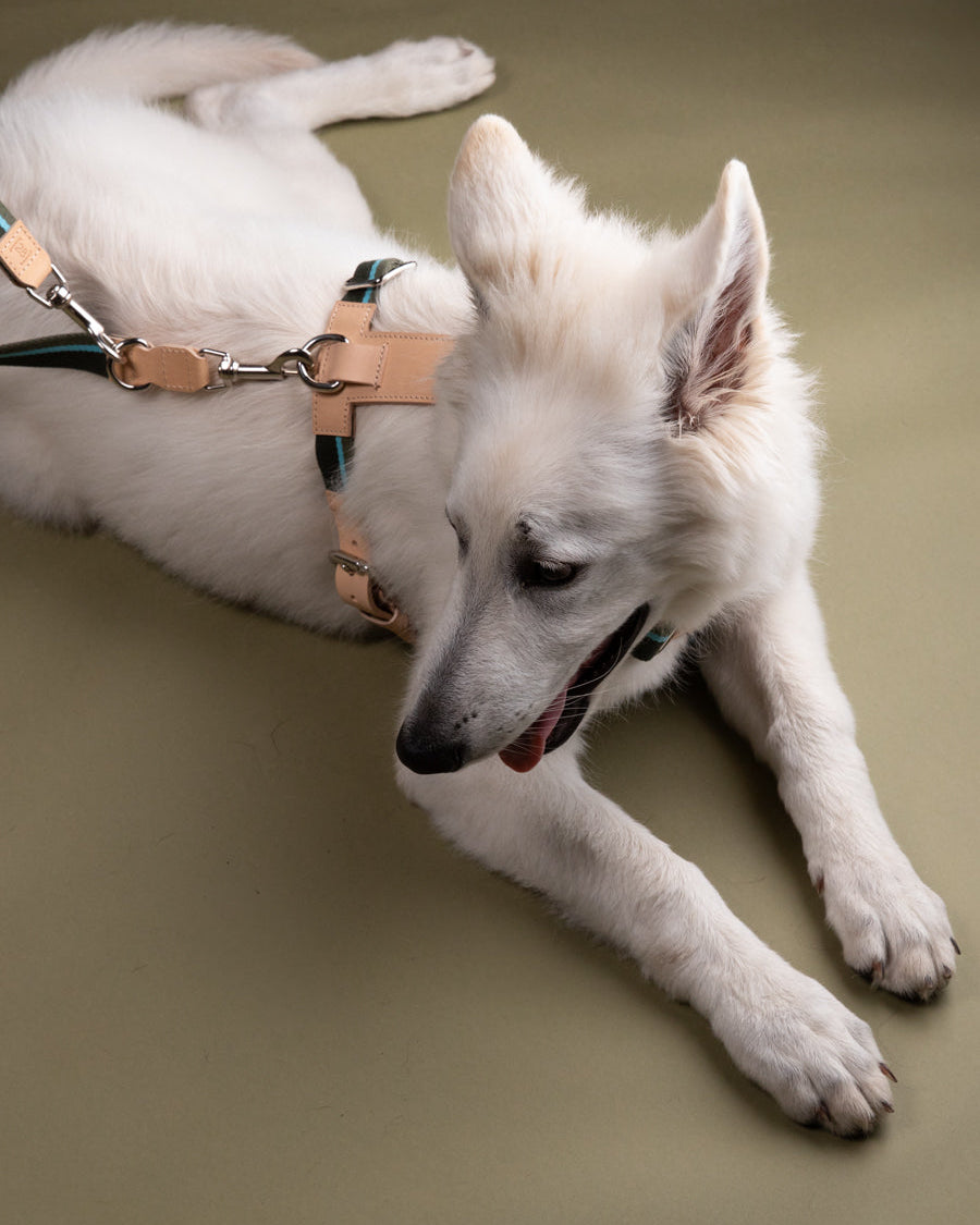 Franco-Collection-Leather-and-Ribbon-Dog-Travel-22.jpg