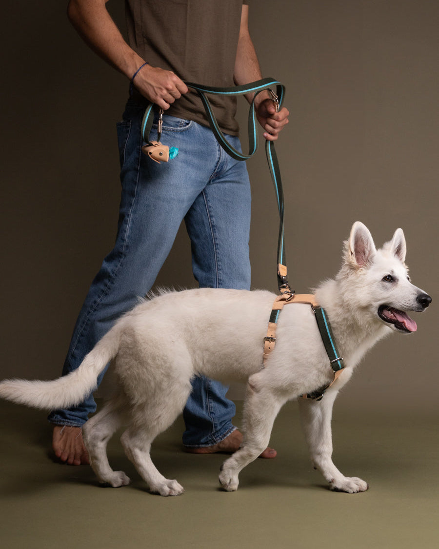 Franco-Collection-Leather-and-Ribbon-Dog-Travel-28.jpg