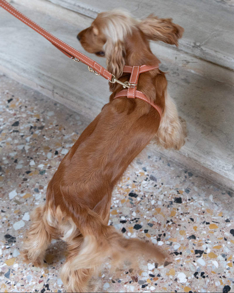 Gabriele-Leash-and-Harness-Nappa-Dog-Travel-3.jpg