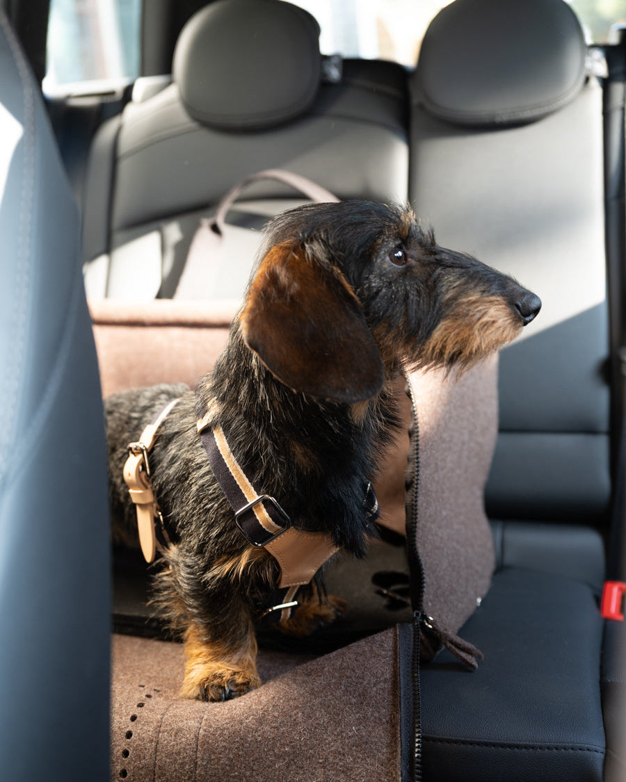 Gianni-Dog-Bag-Carrier-Car-Traveling.jpg