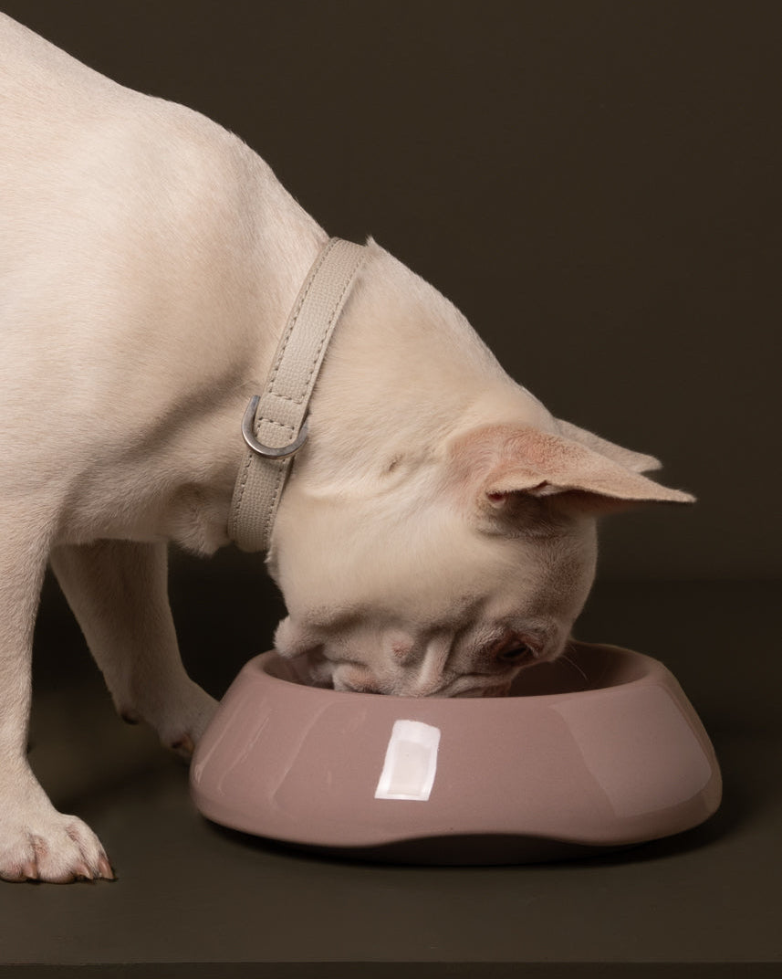 sarah-dog-bowl-ceramic-food-drink-3.jpg