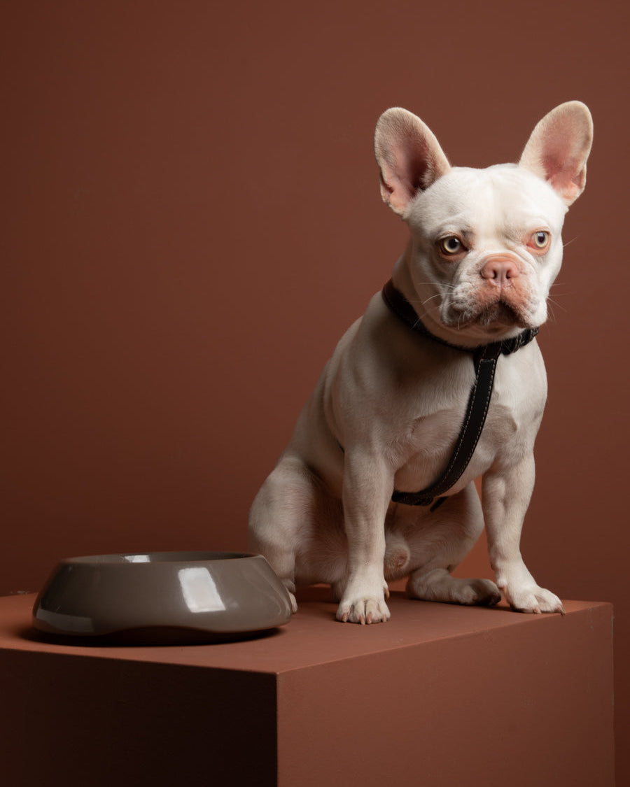 sarah-dog-bowl-ceramic-food-drink-7.jpg