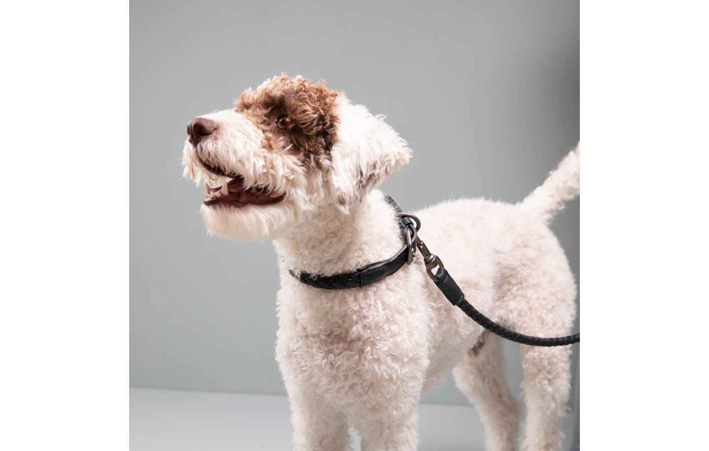 Ferdinando - Dark Hardware Nappa Leash