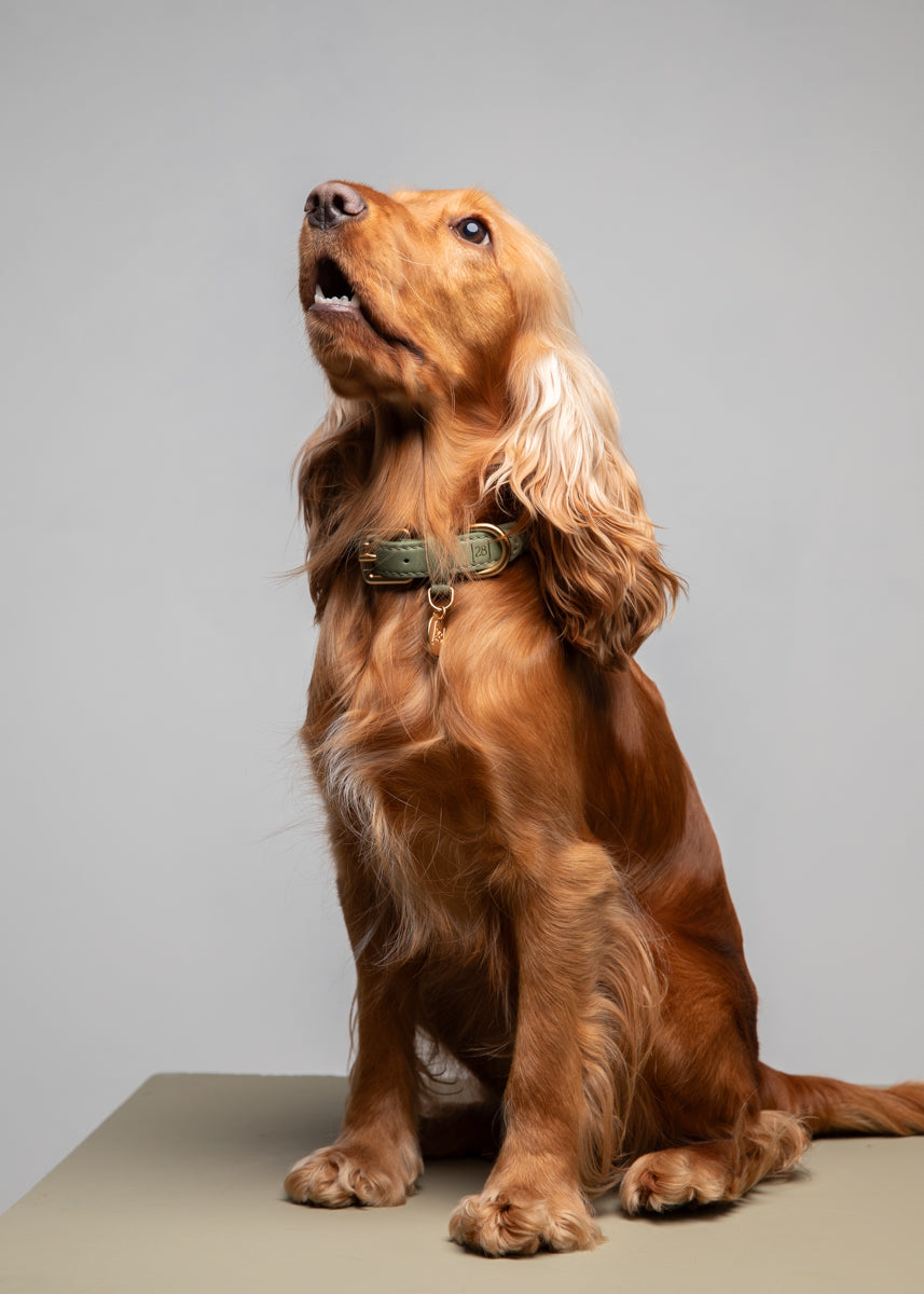 Ferdinando - Braided Leather Collar