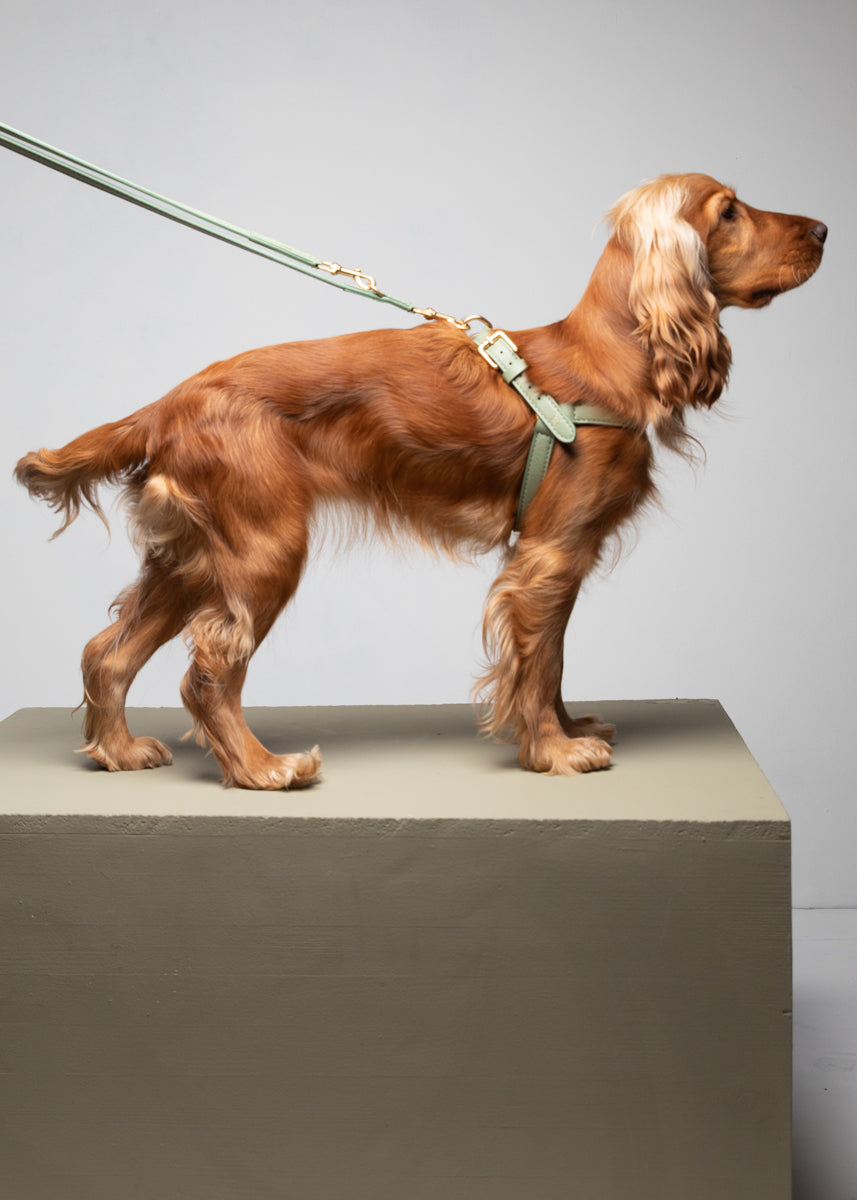 Mario – Step-In Leather Dog Harness