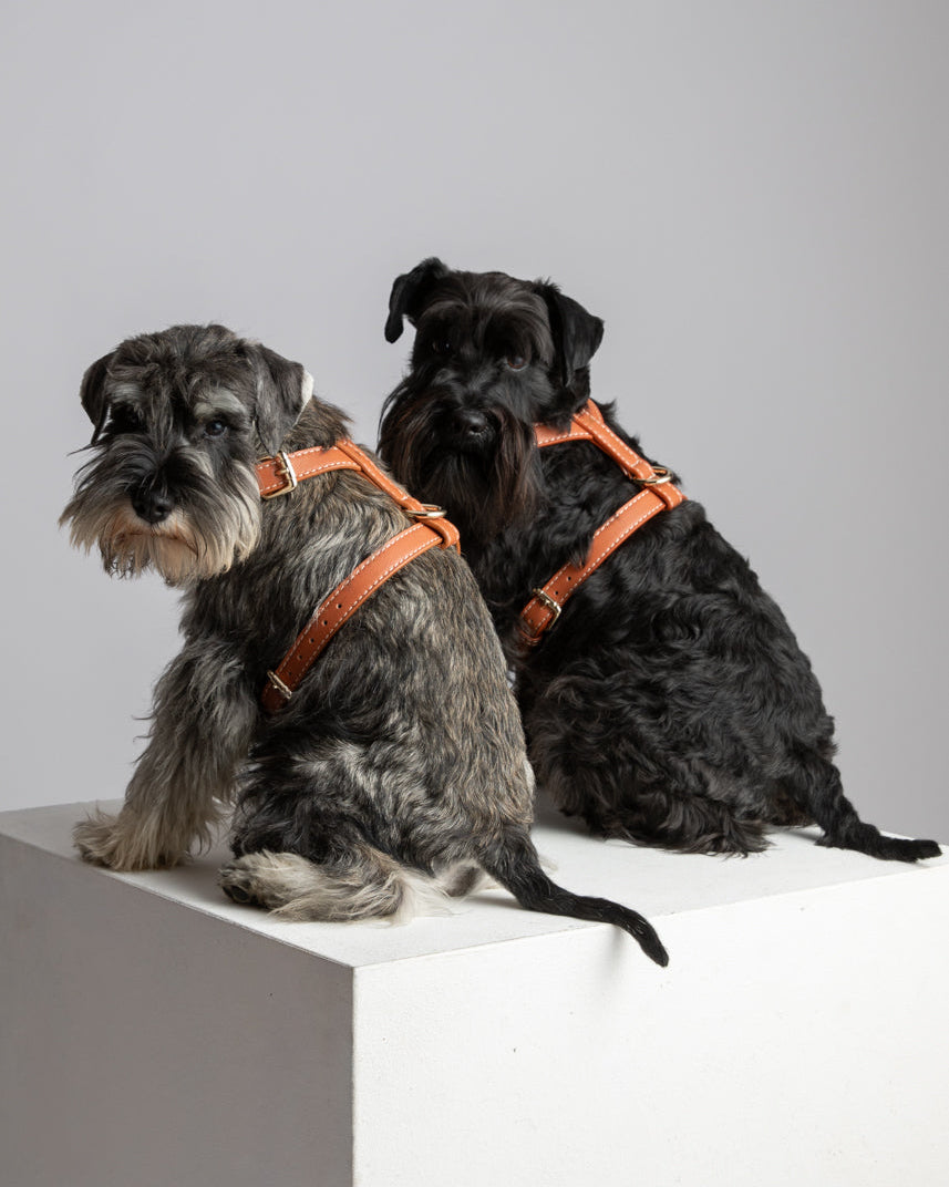 Gabriele – H-förmiges Hundegeschirr aus Leder