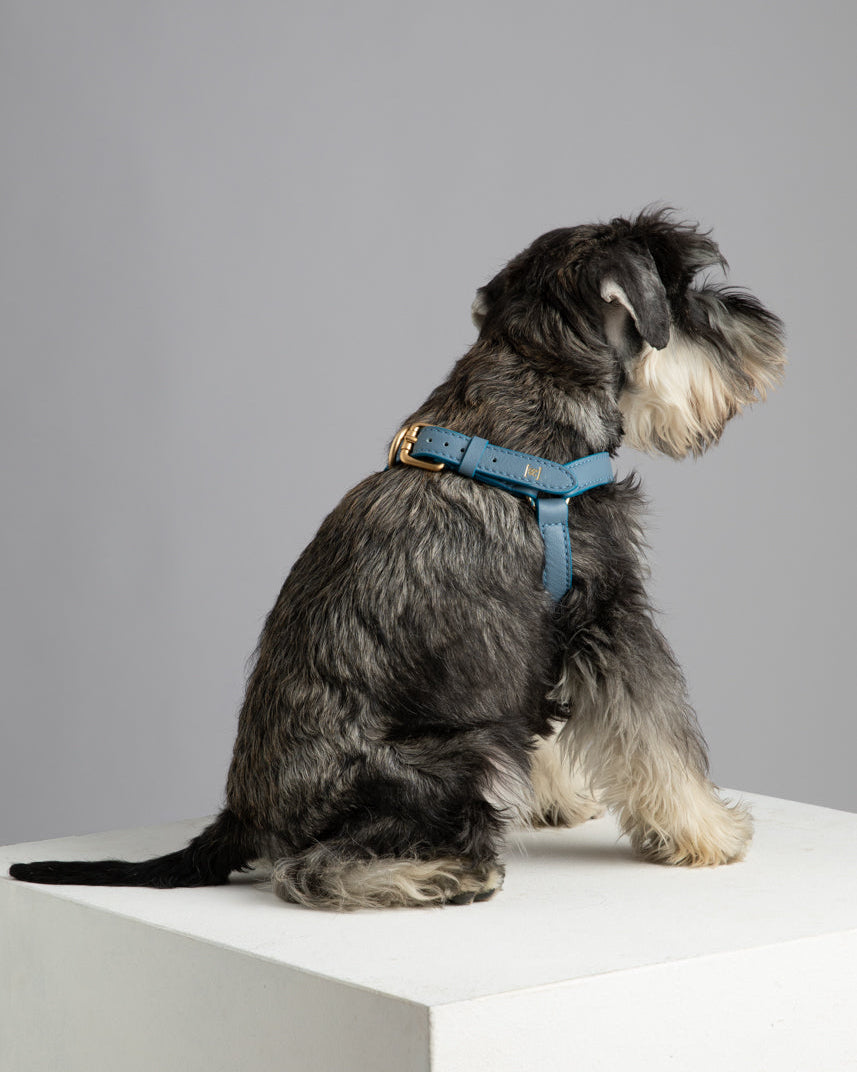 Mario – Step-In Hundegeschirr aus Leder