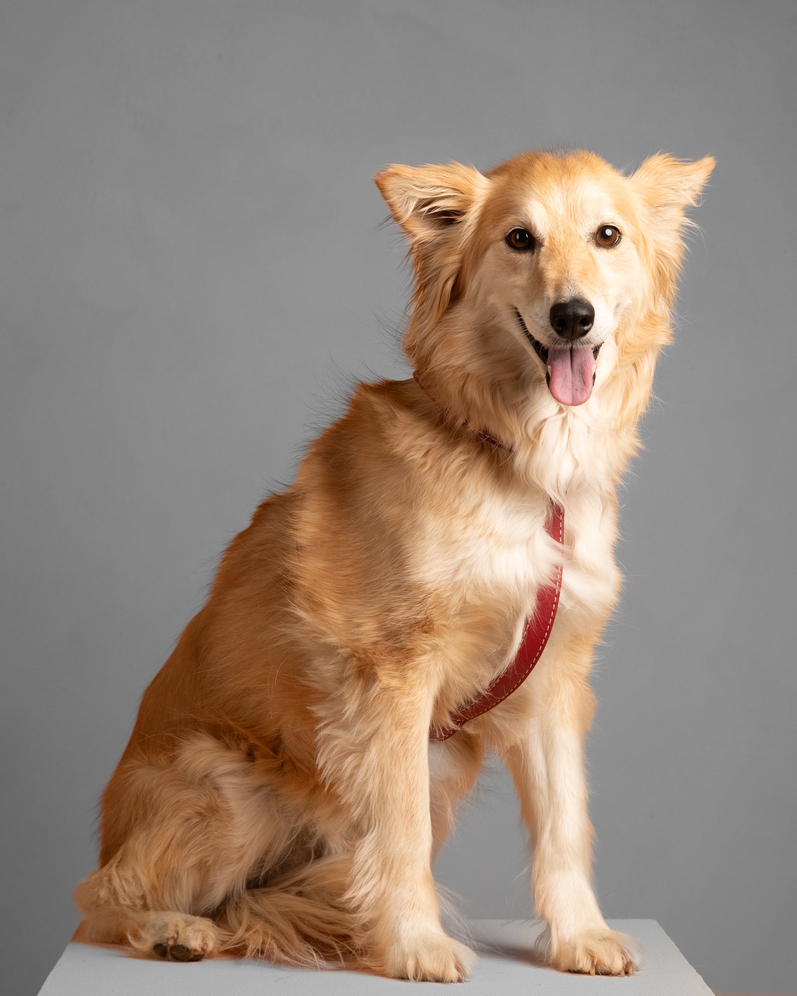 Gabriele – Harnais pour chien en cuir forme H
