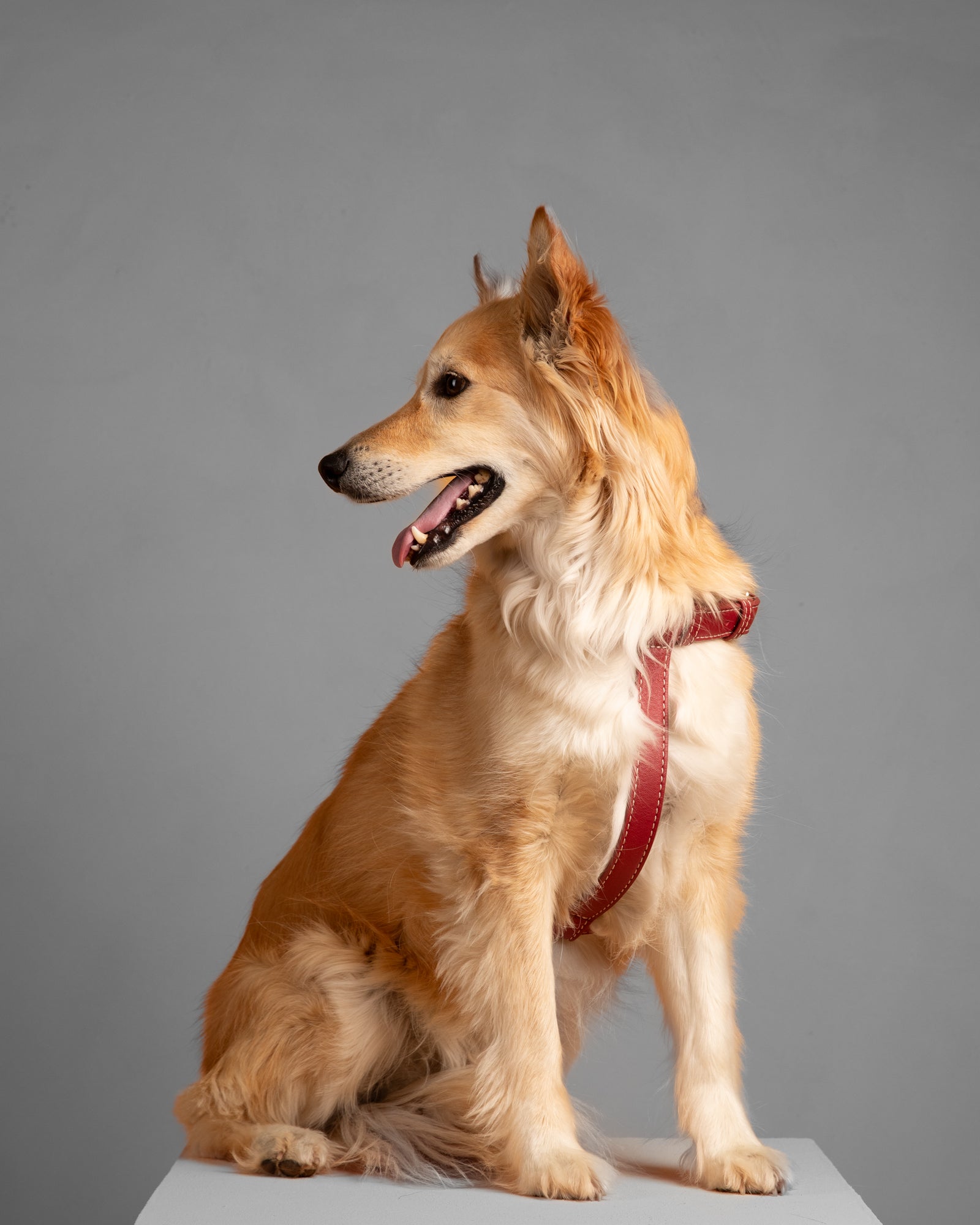 Gabriele – Harnais pour chien en cuir forme H
