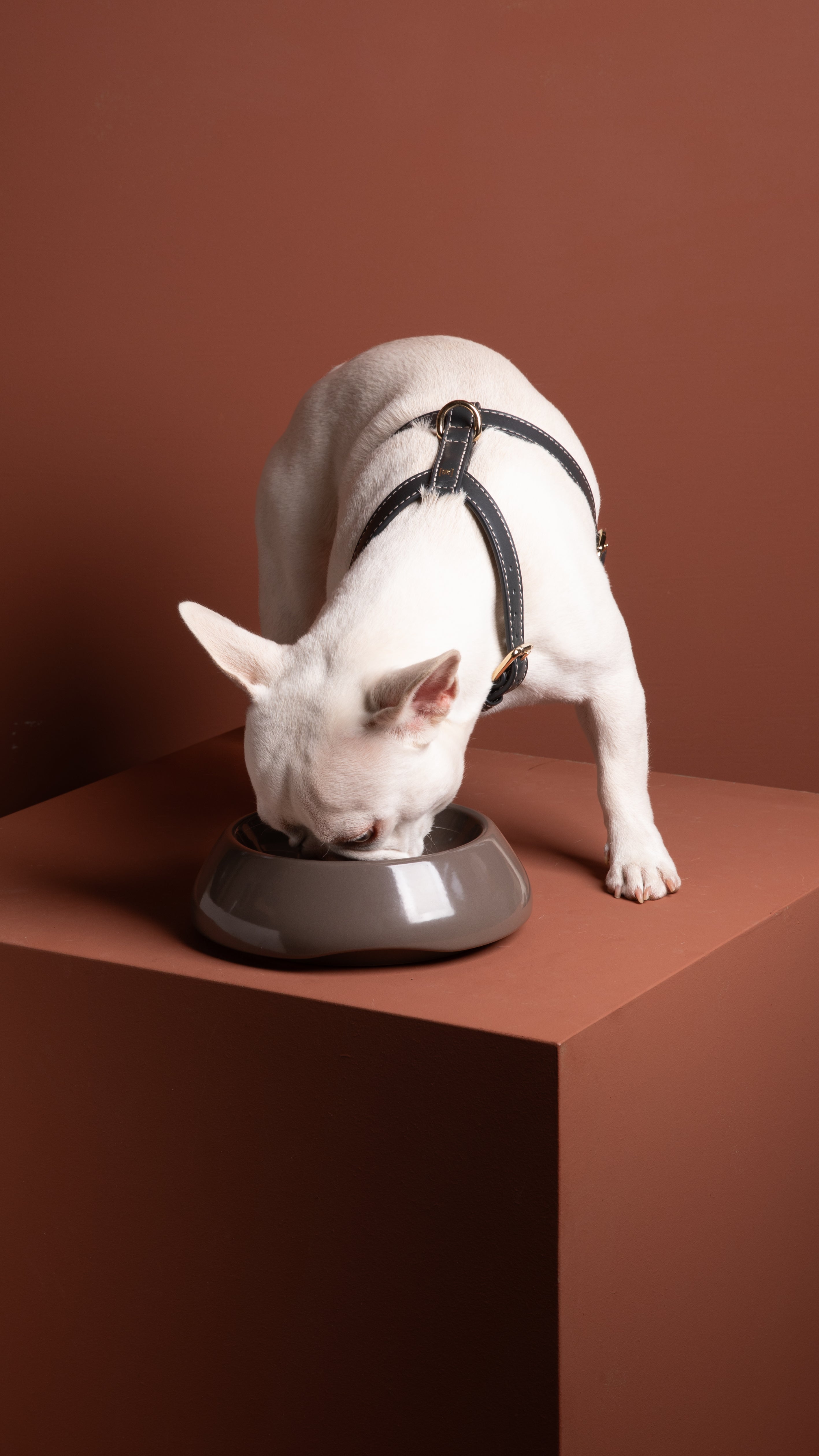 Gabriele - Leather Harness