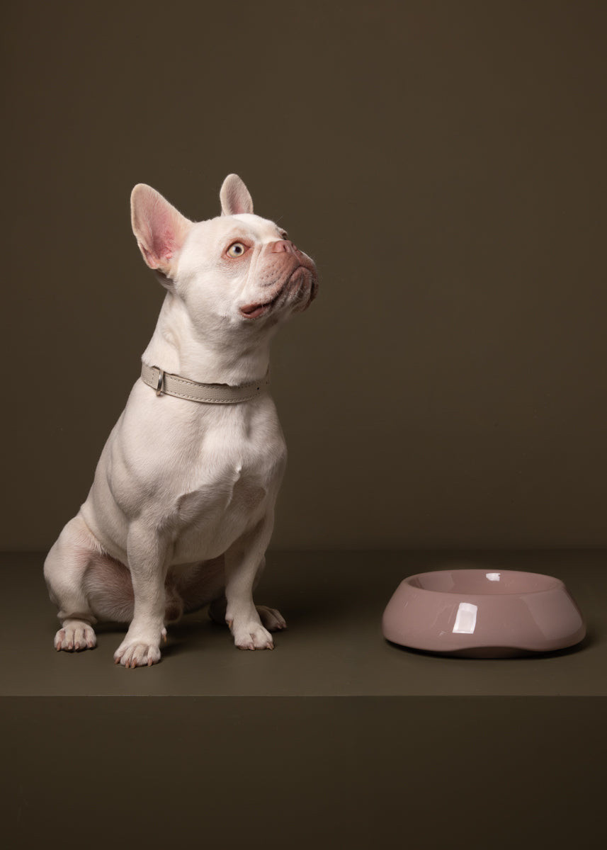 Sarah - Ceramic Dog Bowl