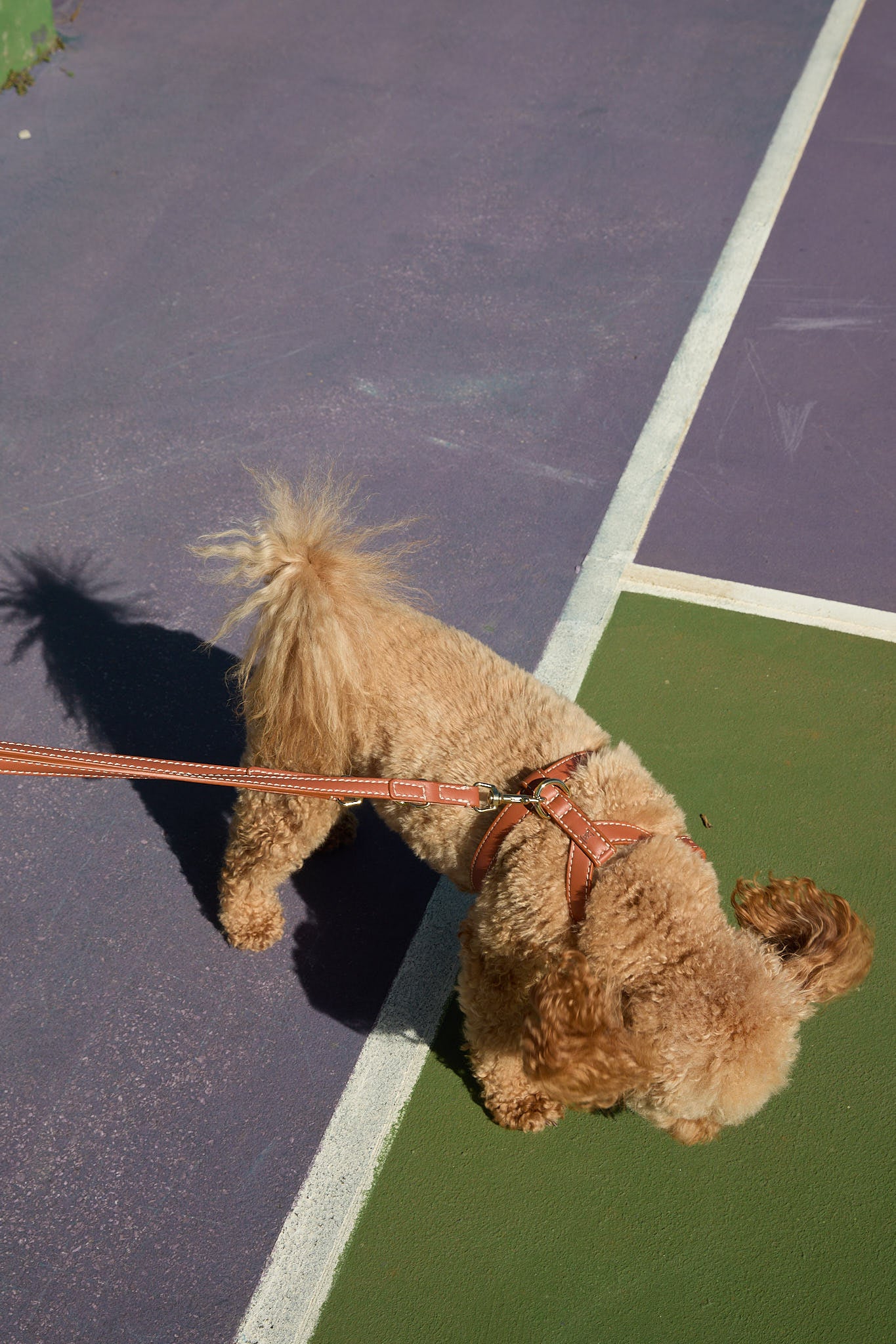 Gabriele - Adjustable Leather Leash