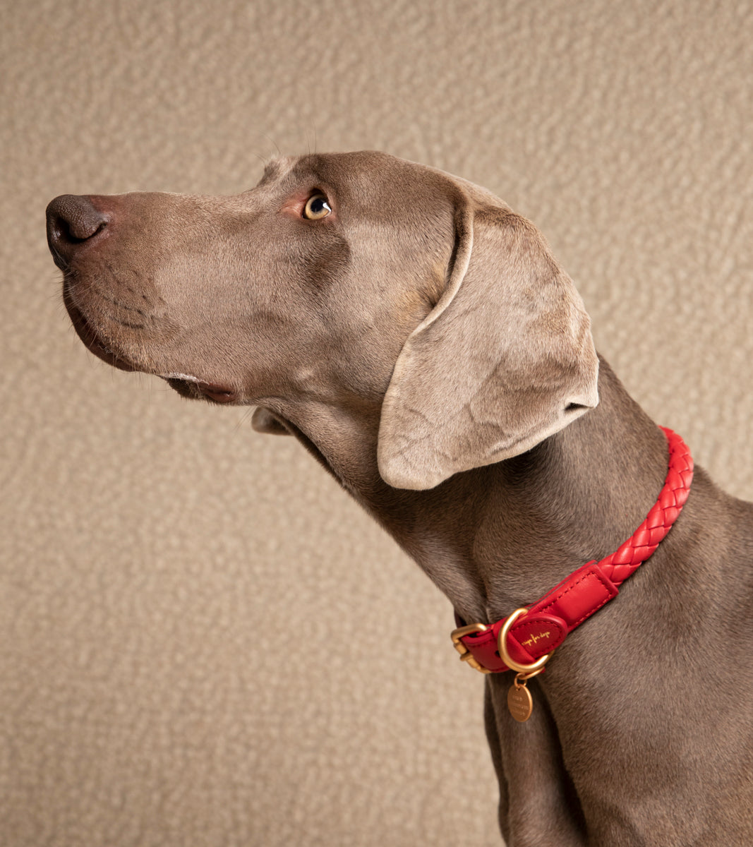 Ferdinando - Braided Leather Collar