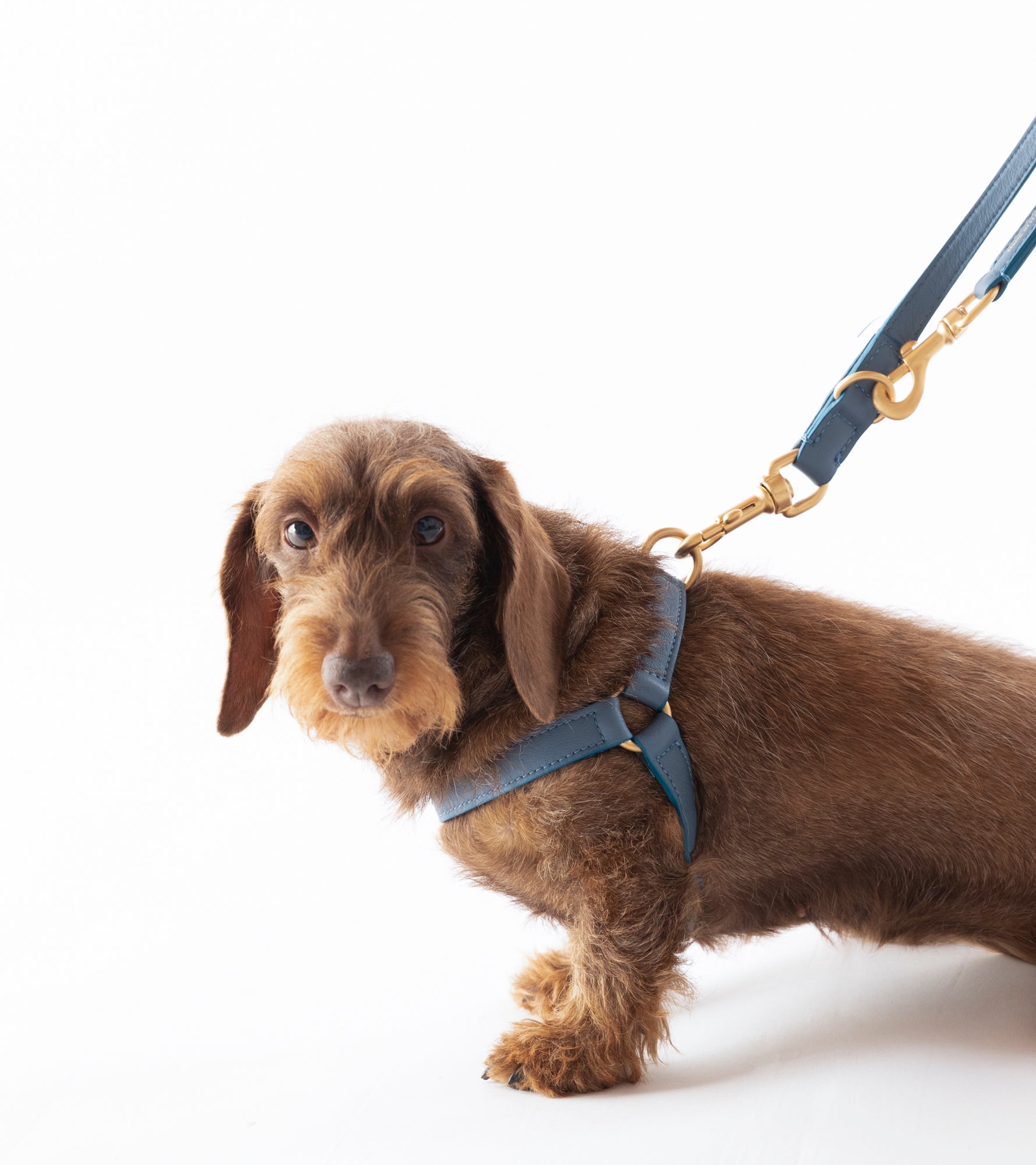 Mario – Step-In Leather Dog Harness