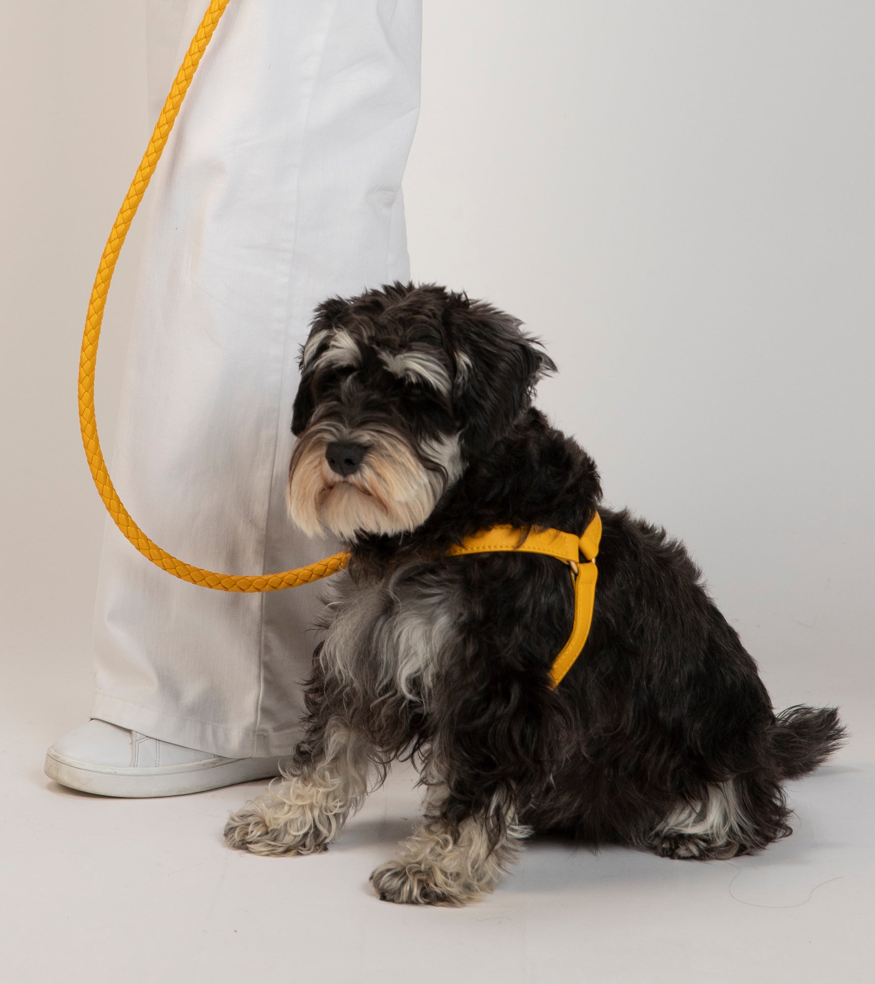 Mario – Step-In Leather Dog Harness