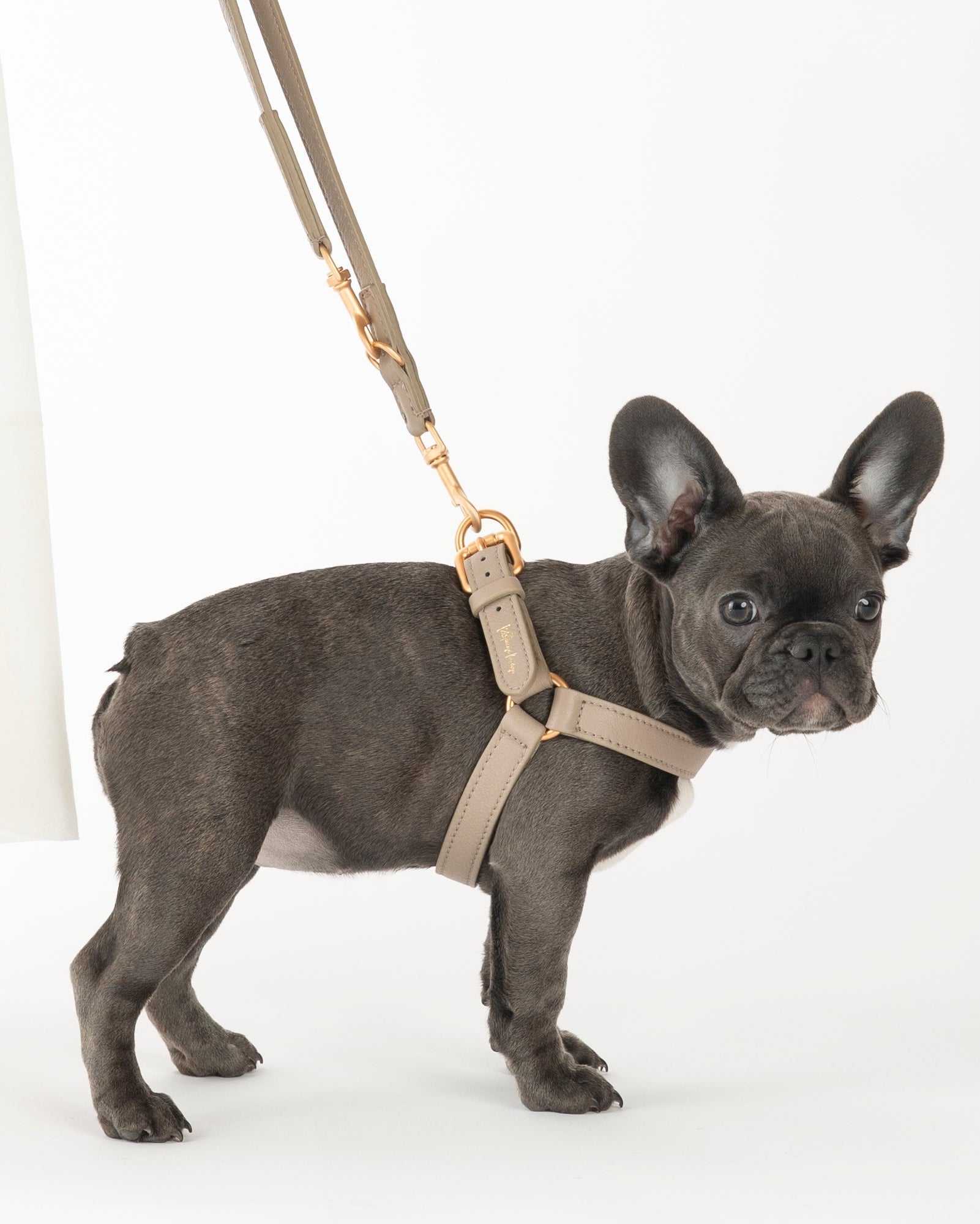 Mario – Step-In Hundegeschirr aus Leder