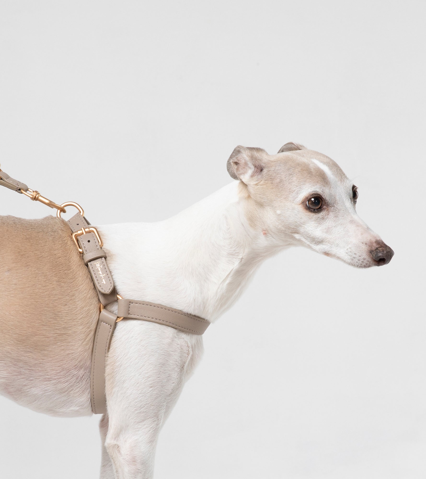 Mario - Pettorina in pelle