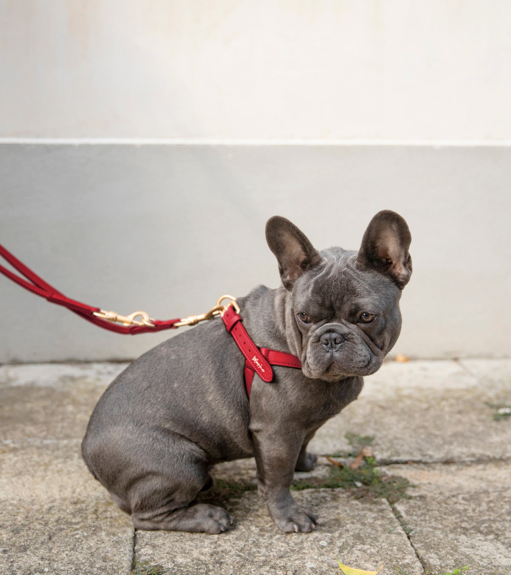 Mario – Step-In Leather Dog Harness