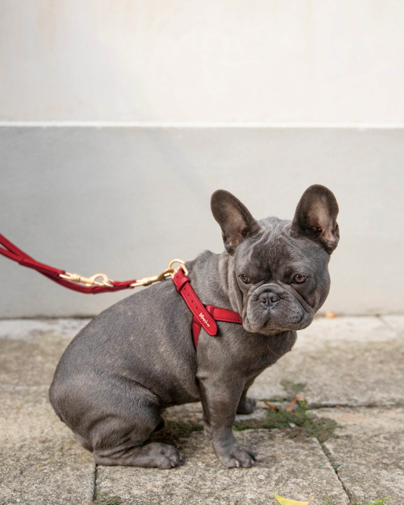 Mario – Step-In Hundegeschirr aus Leder