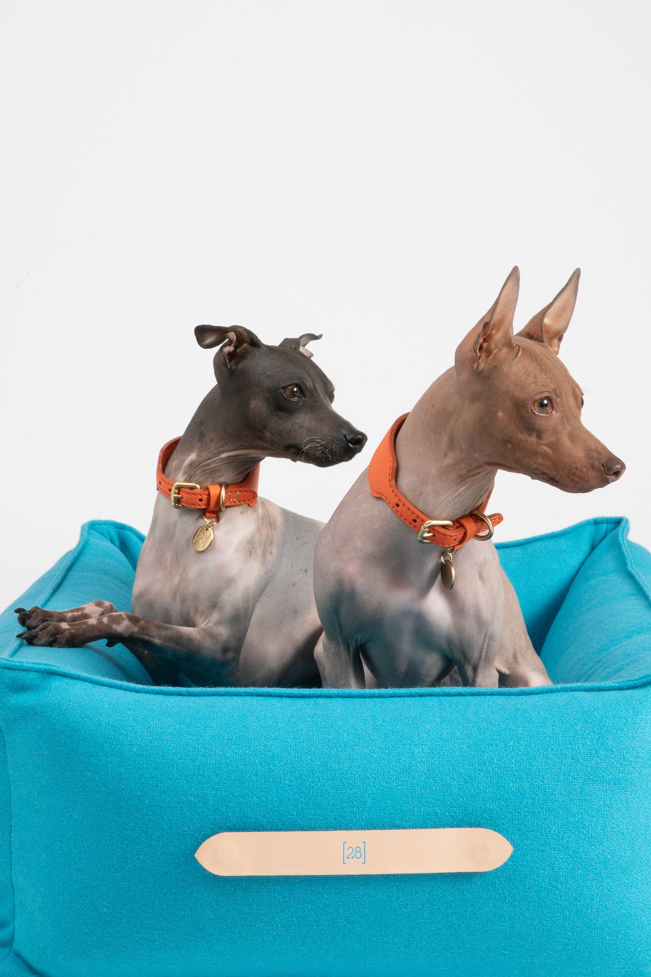 Edward - Colorful Pure Wool Dog Bed