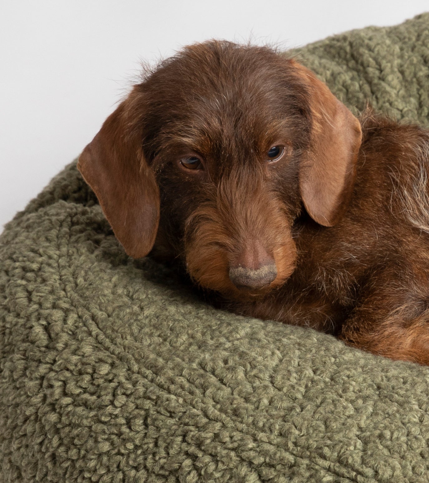 Fulvio – Cuscino per cani in lana Bouclé