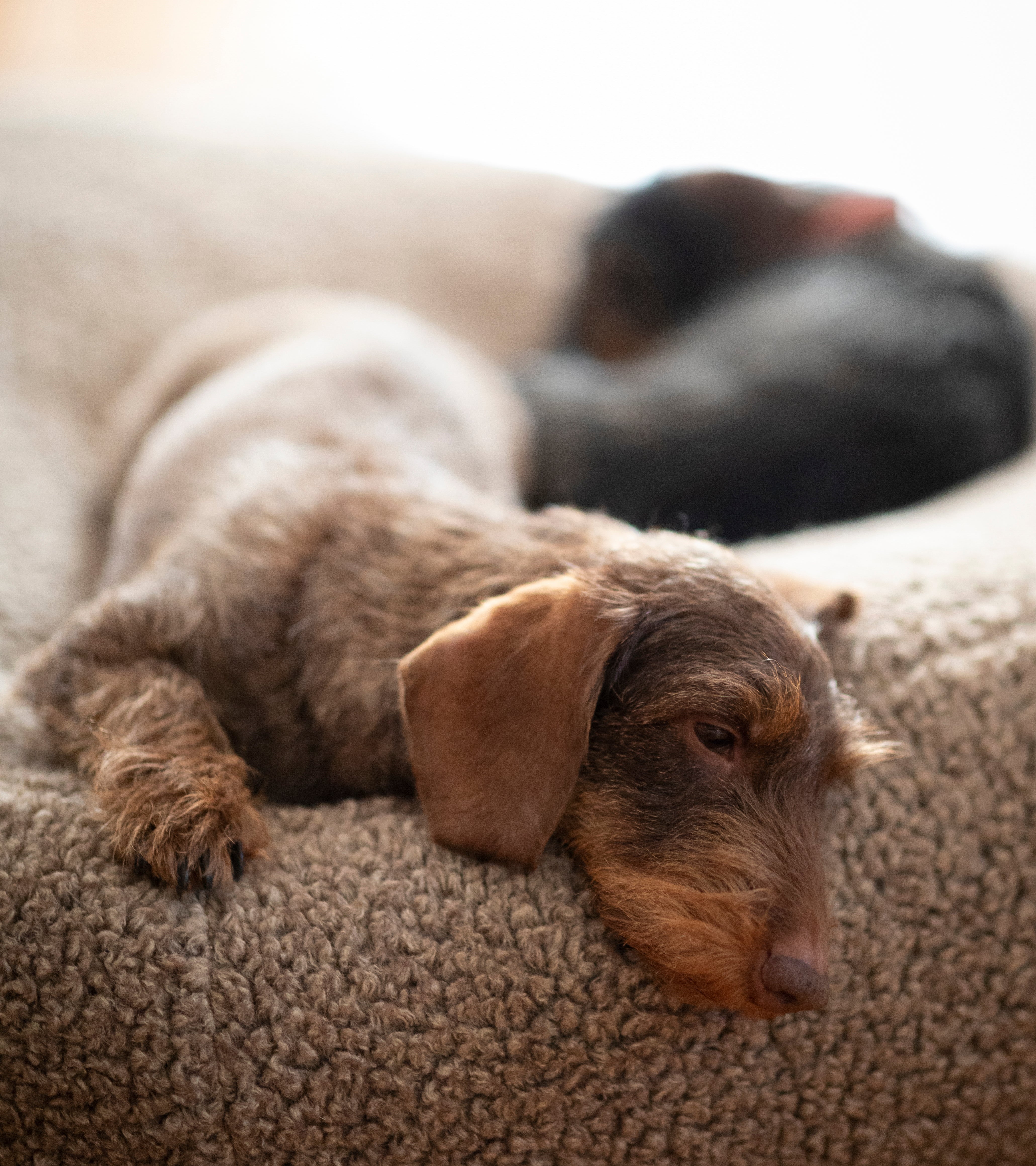 Fulvio – Cuscino per cani in lana Bouclé