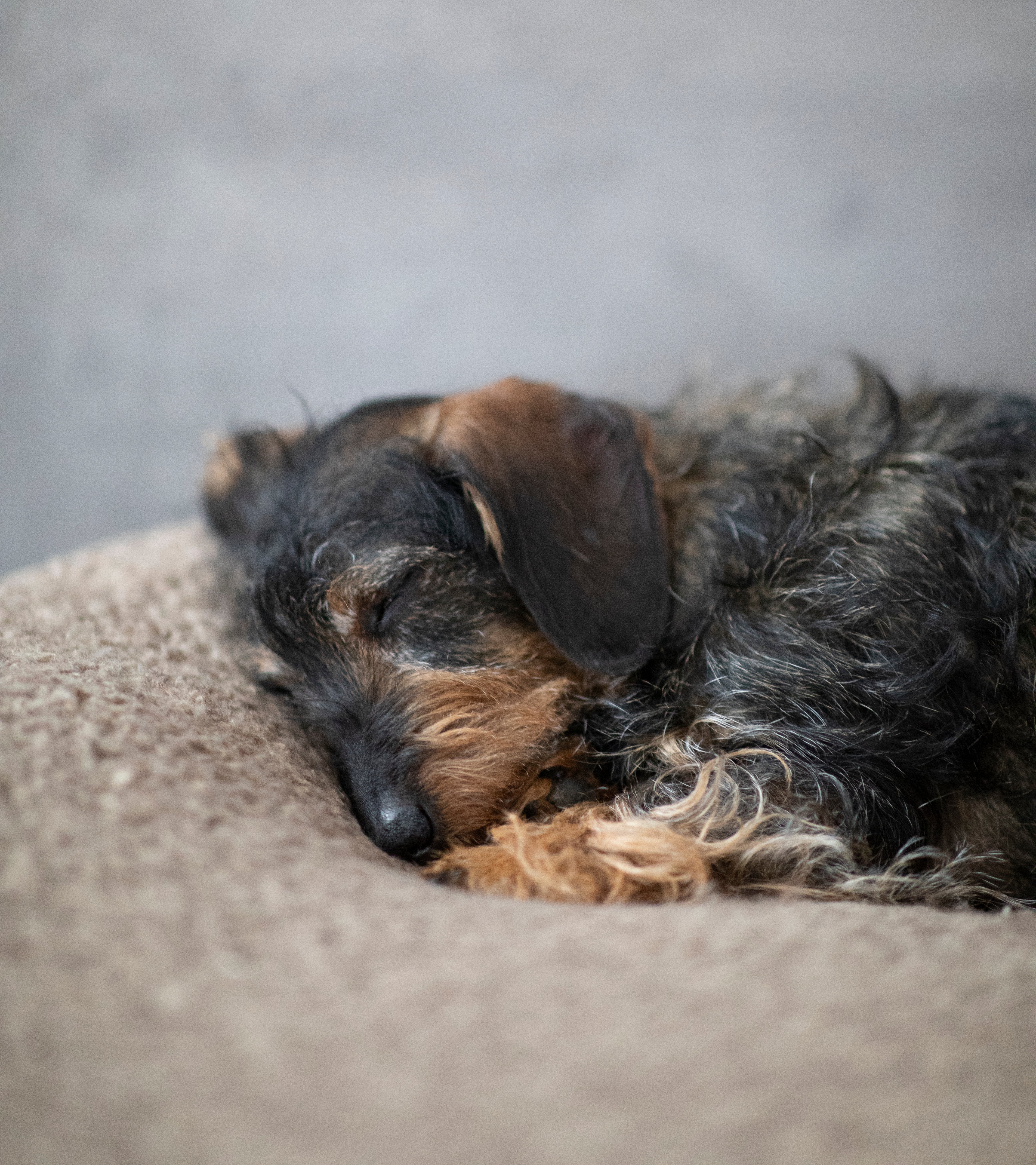 Fulvio – Cuscino per cani in lana Bouclé