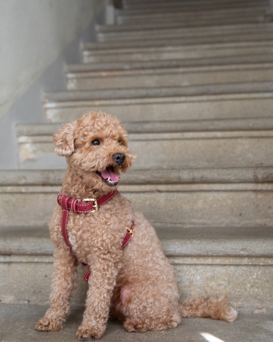 Gabriele – Pettorina per cane in pelle a H