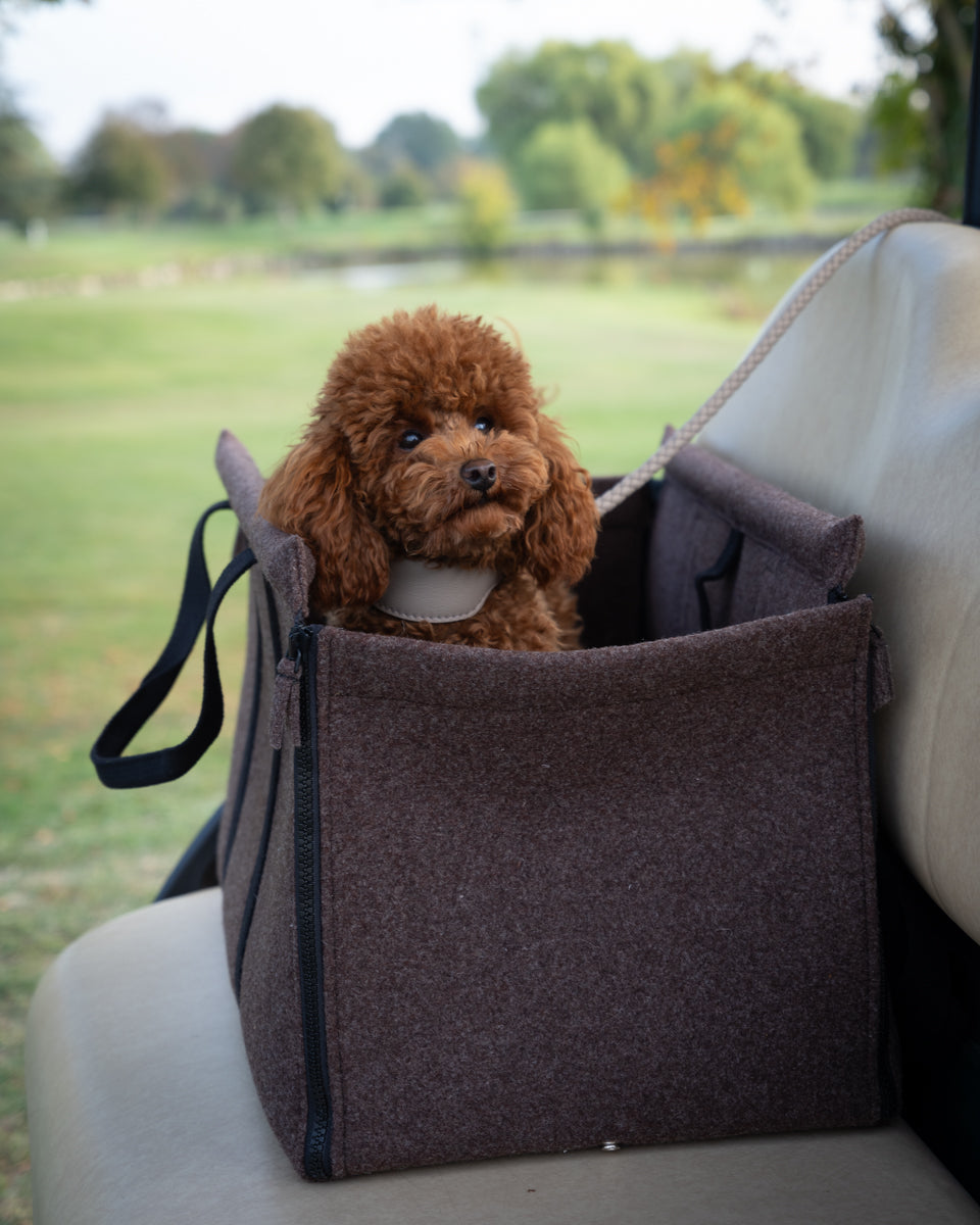 Gianni – Nomadenträger hunde