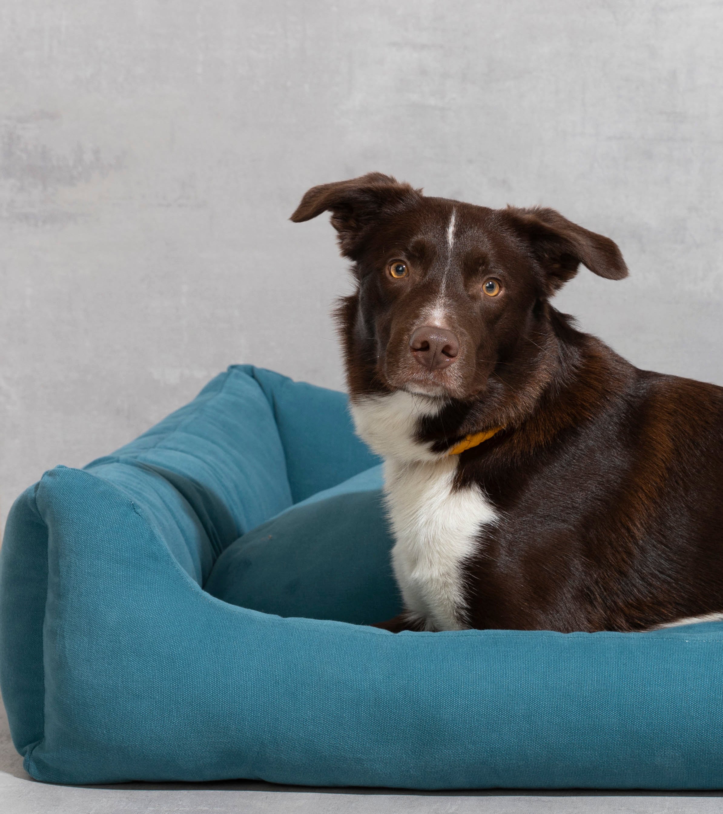 Henri - Cuccia per cani in cotone