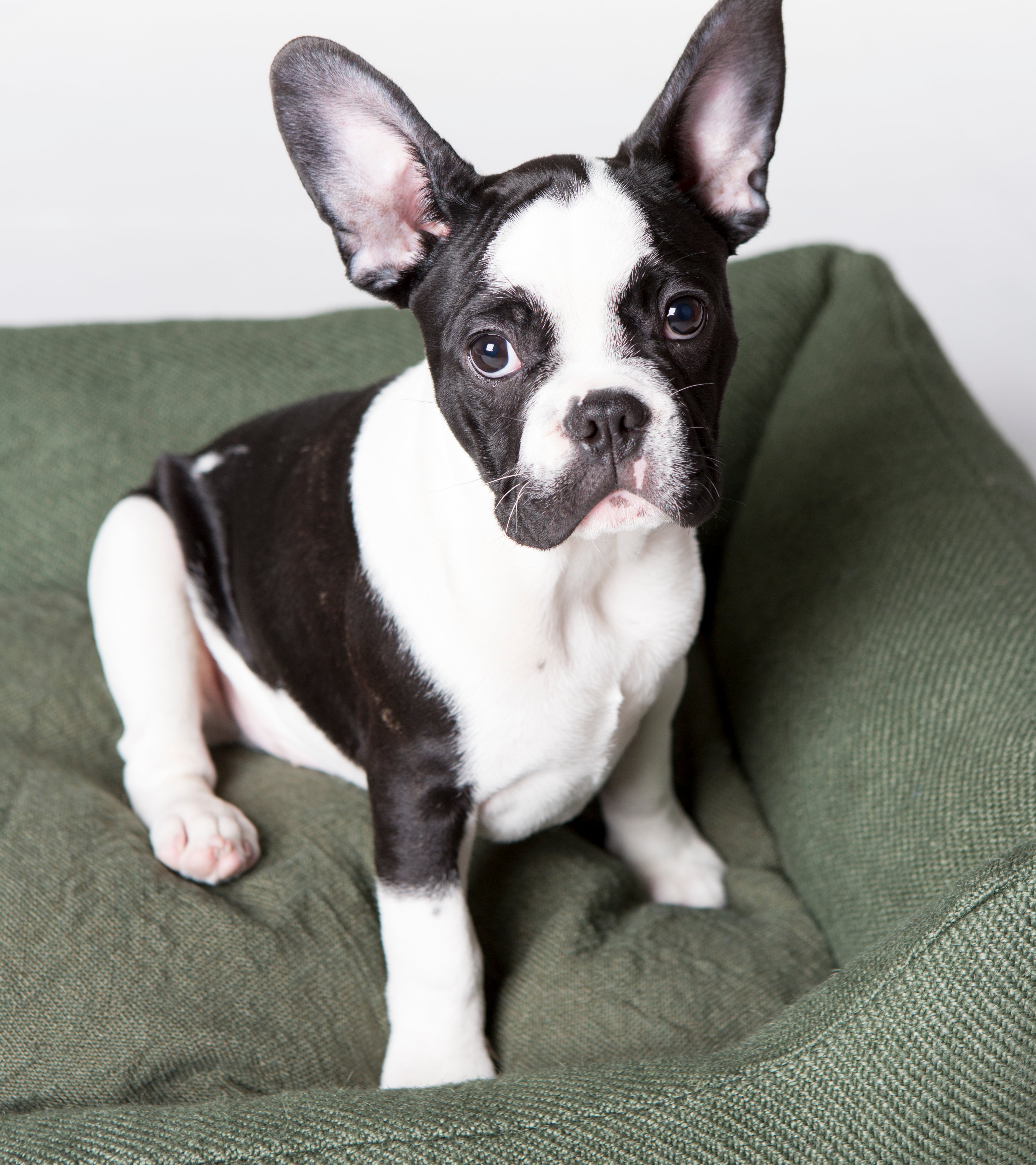 Henri - Cuccia per cani in iuta